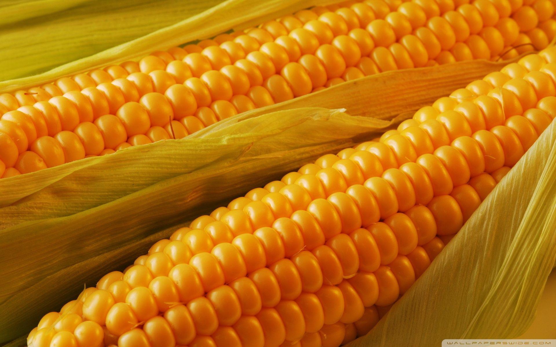 Corn Wallpapers