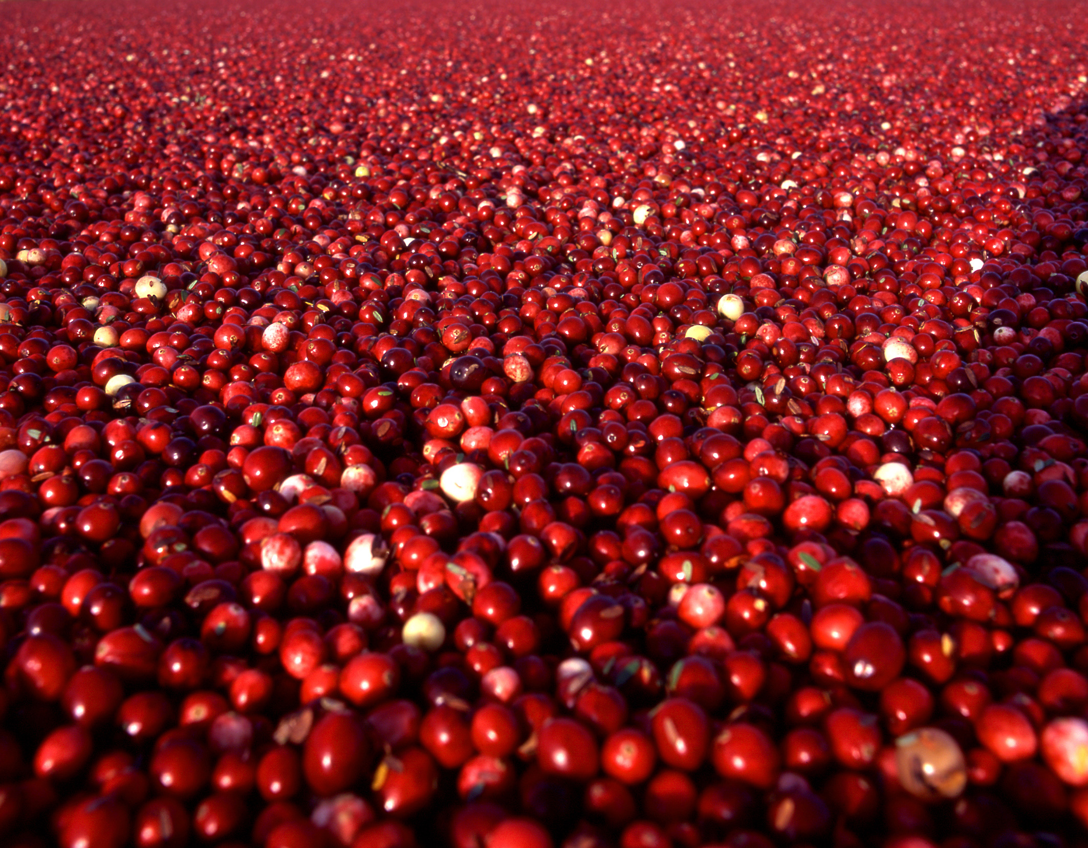 Cranberry Wallpapers