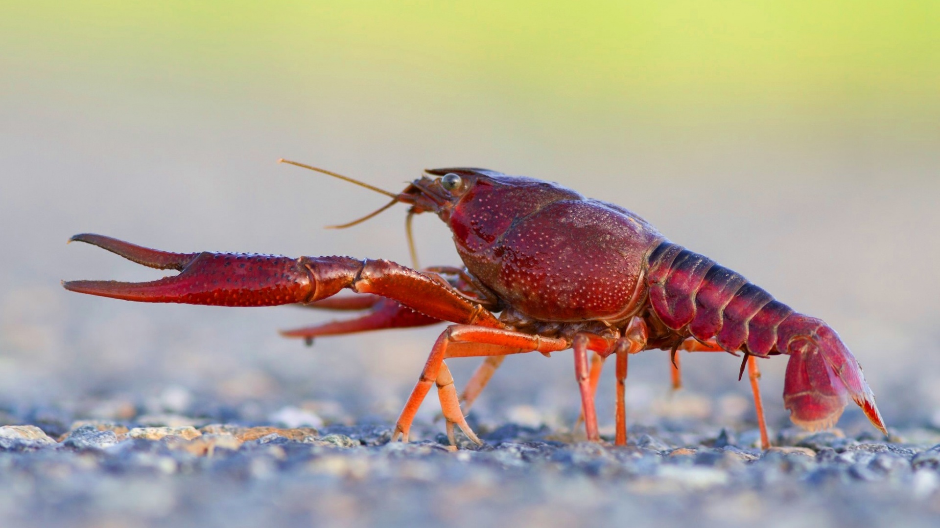 Crawfish Wallpapers