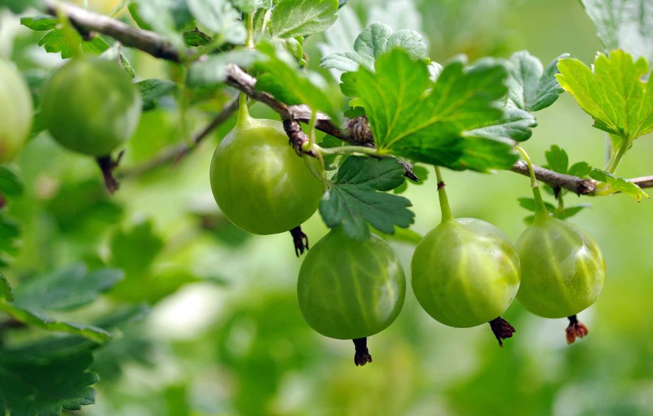 Gooseberry Wallpapers