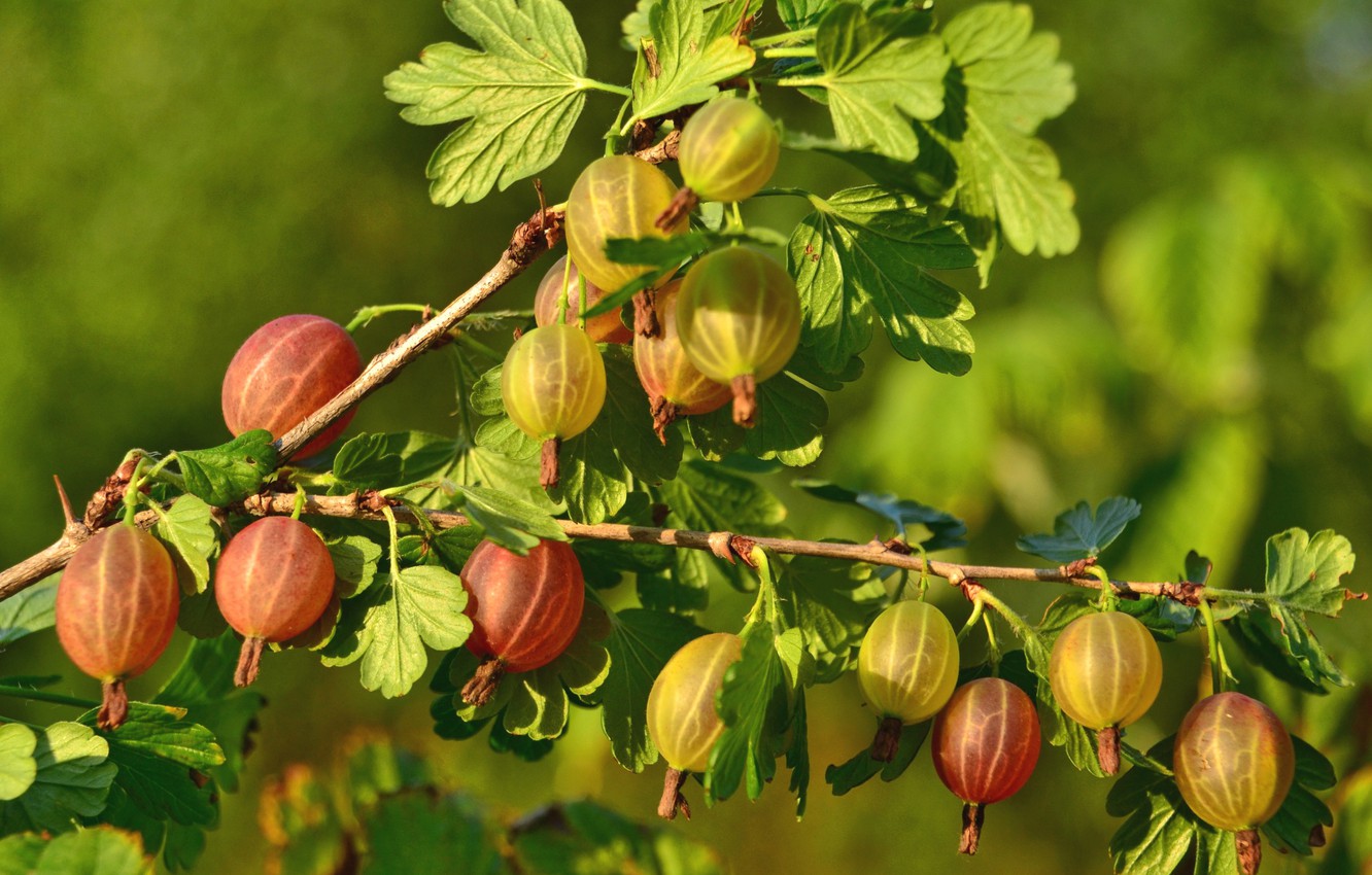 Gooseberry Wallpapers