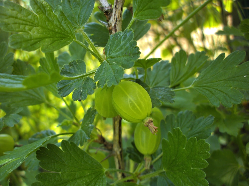 Gooseberry Wallpapers