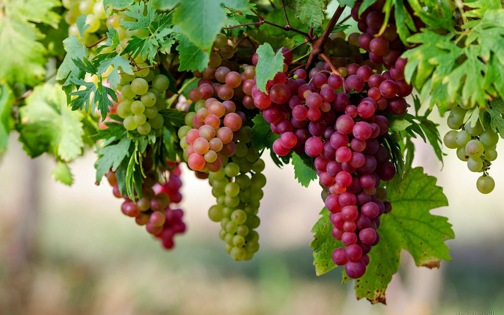 Grapes Wallpapers