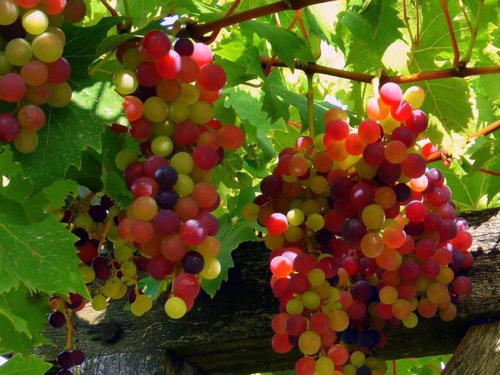 Grapes Wallpapers