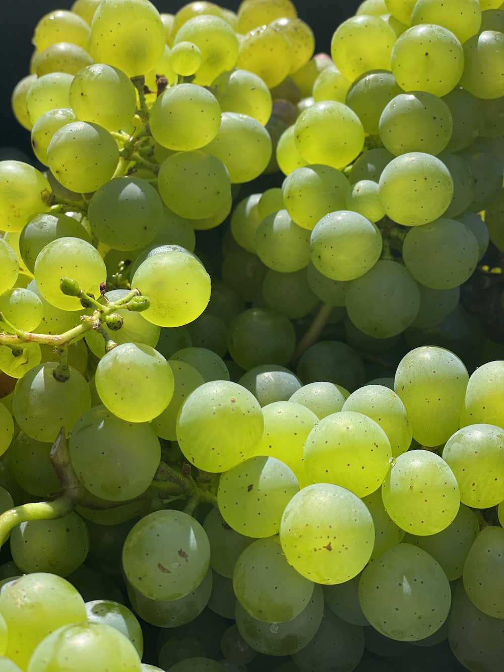 Grapes Wallpapers