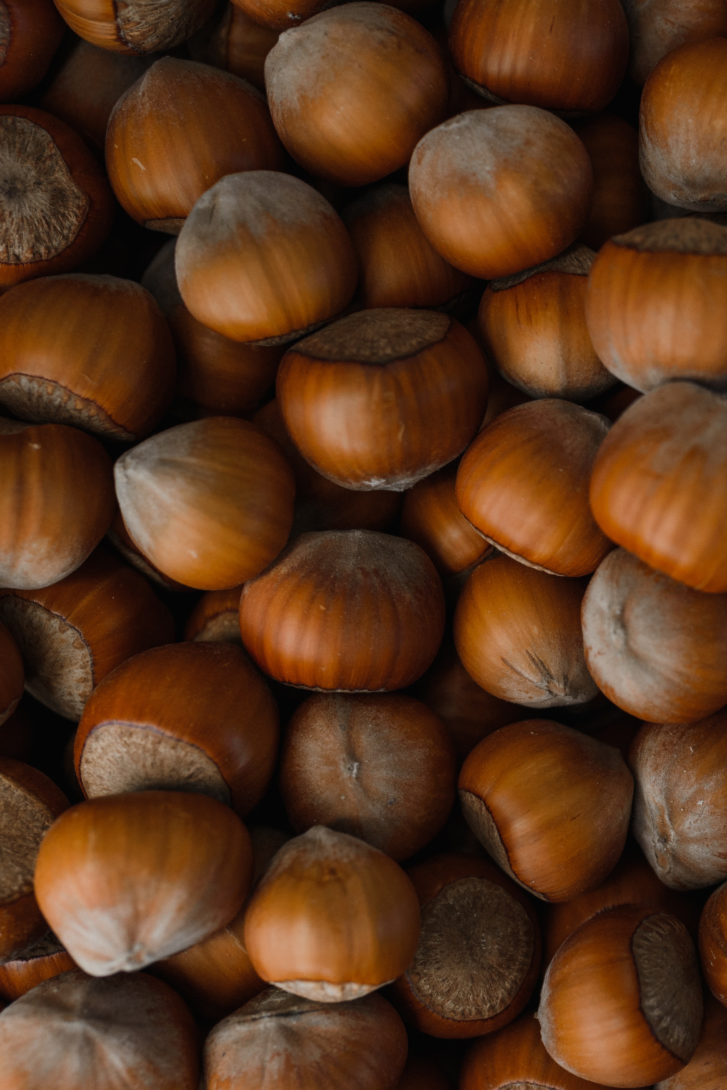 Hazelnut Wallpapers