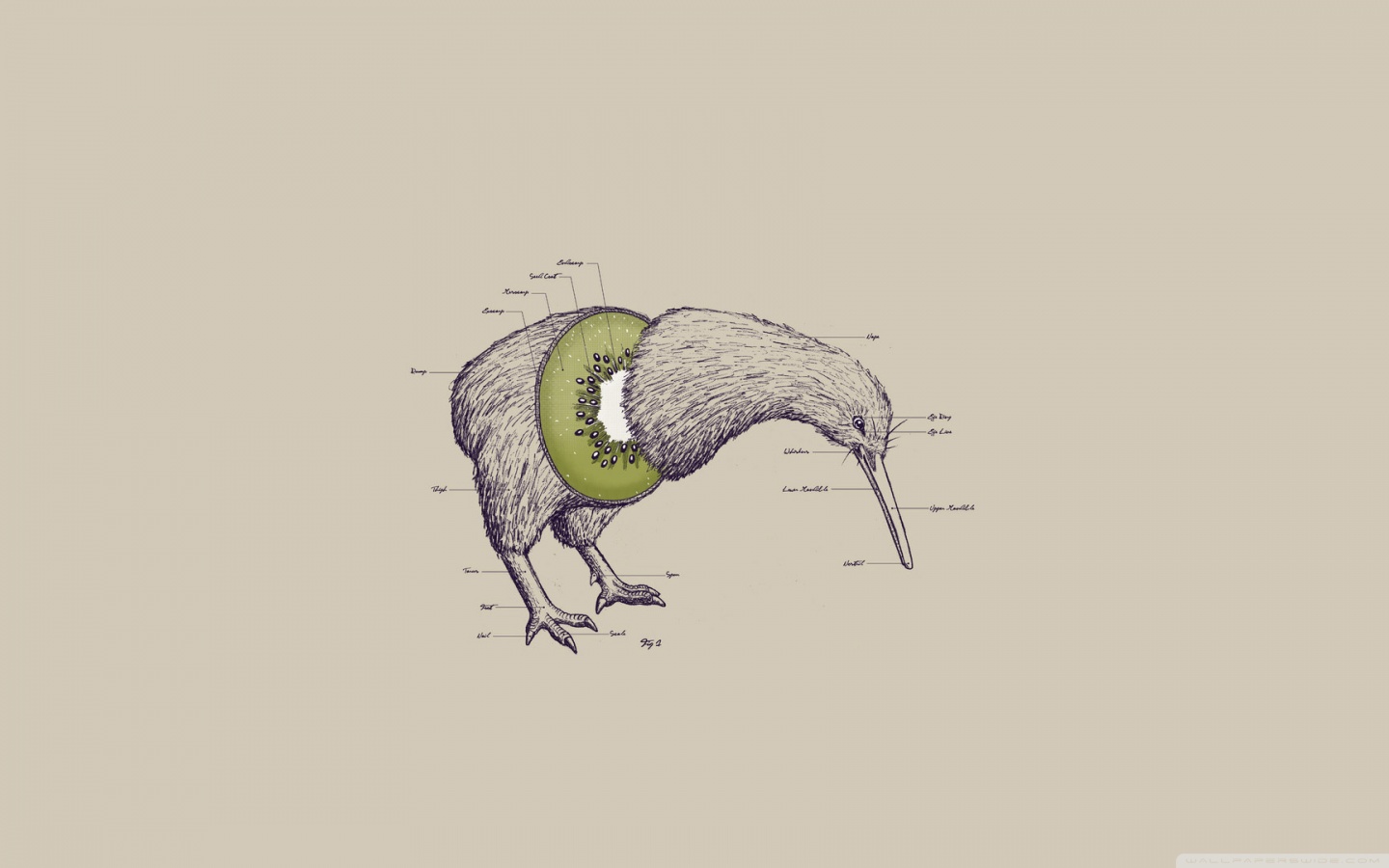 Kiwi Wallpapers