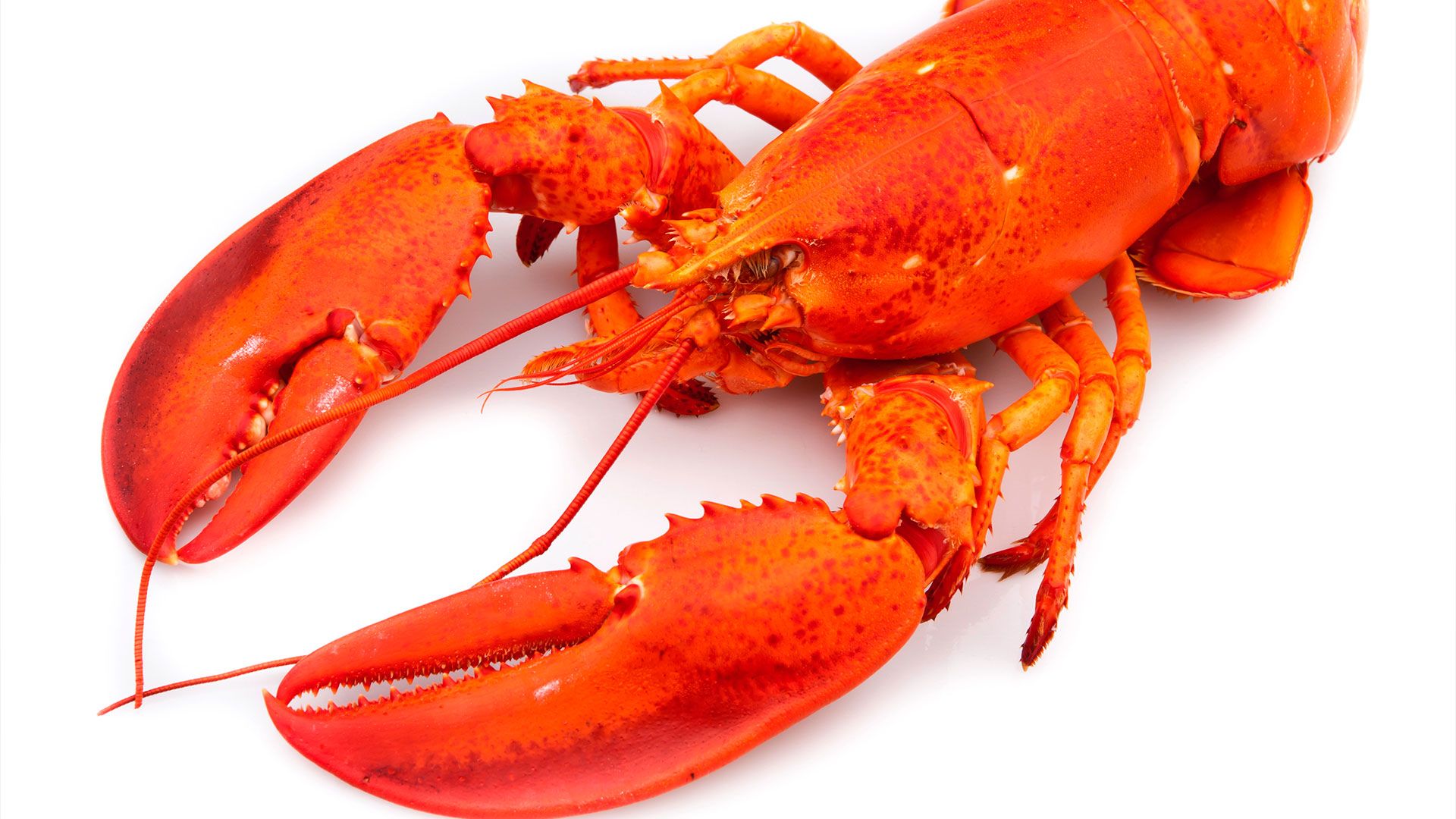 Lobster Wallpapers