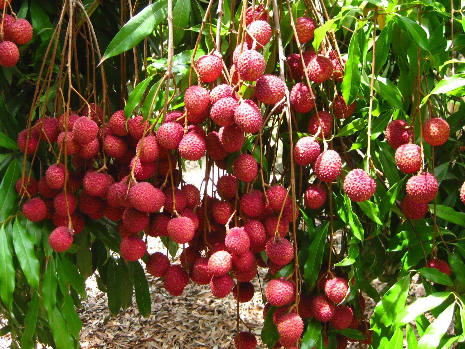 Lychee Wallpapers