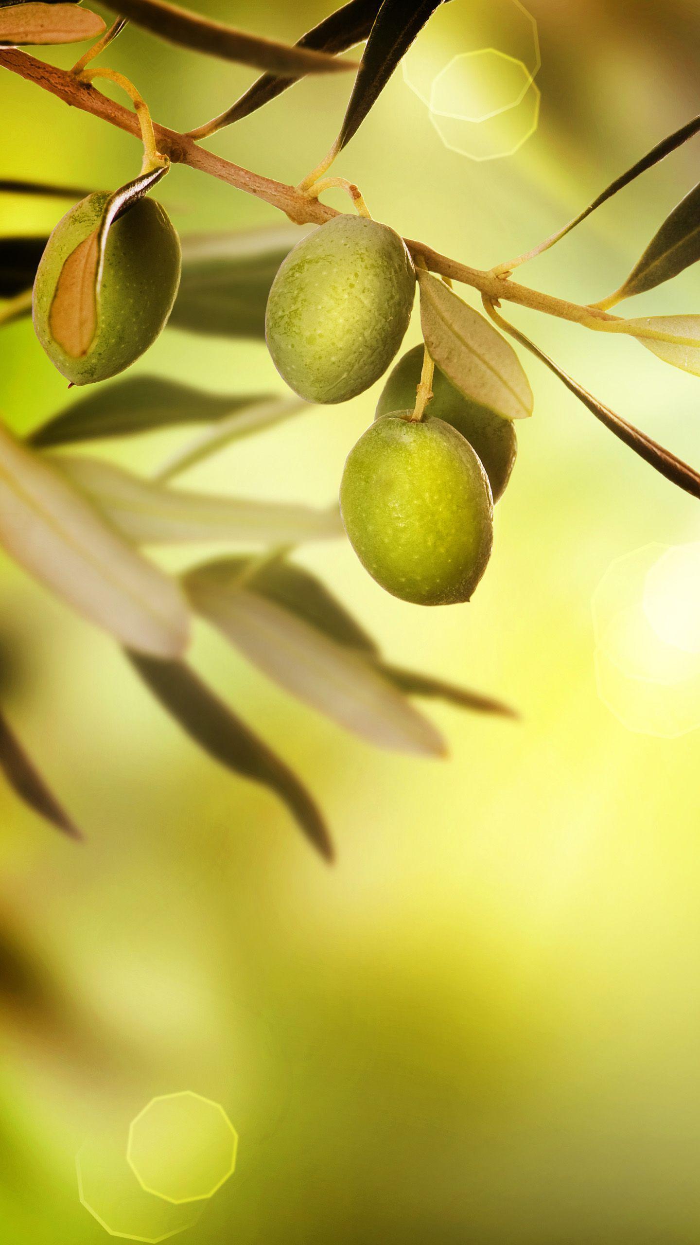 Olive Wallpapers