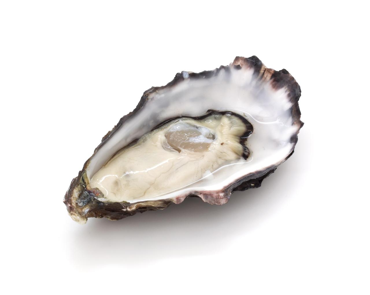 Oyster Wallpapers