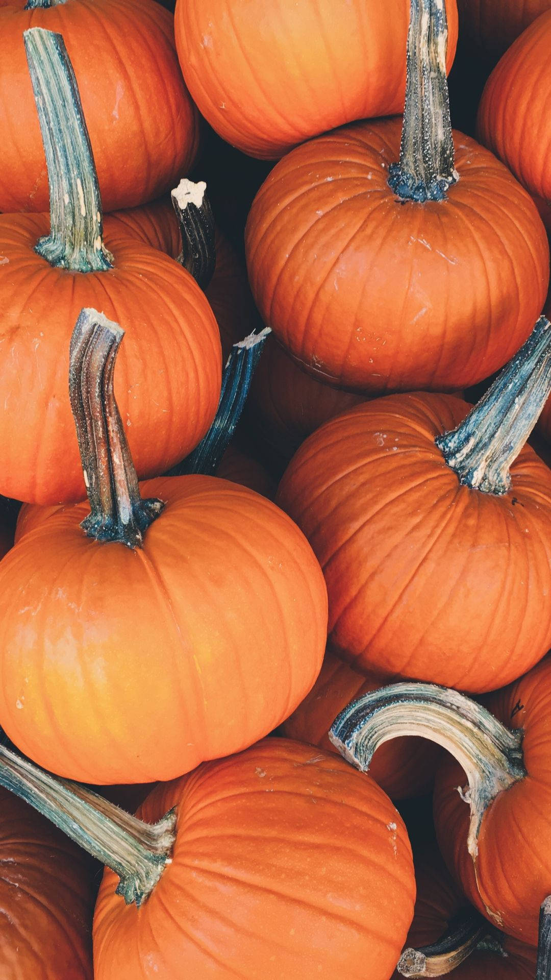 Pumpkin Wallpapers