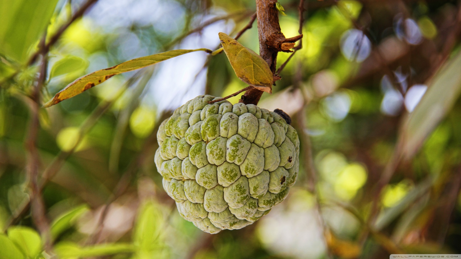 Sugar Apple Wallpapers