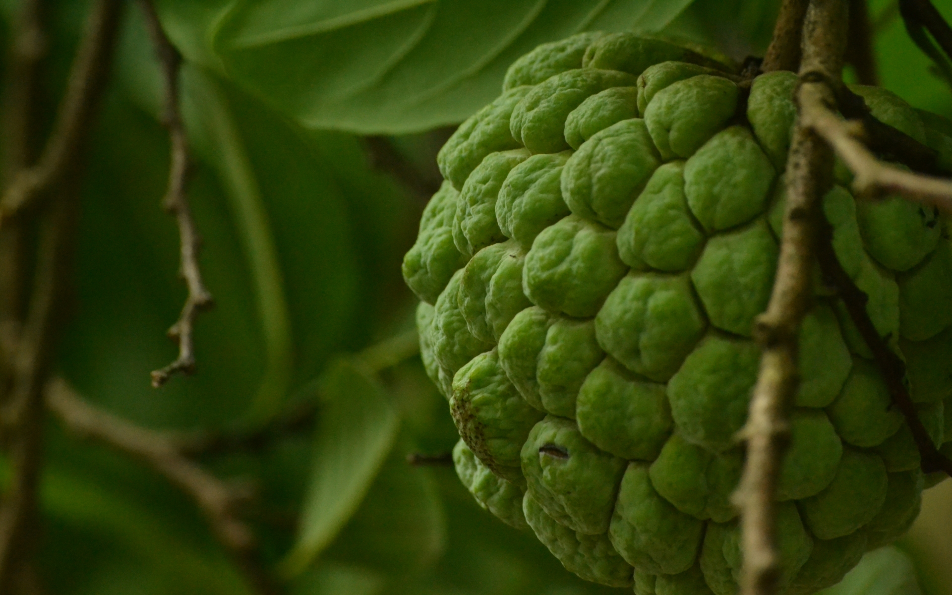 Sugar Apple Wallpapers