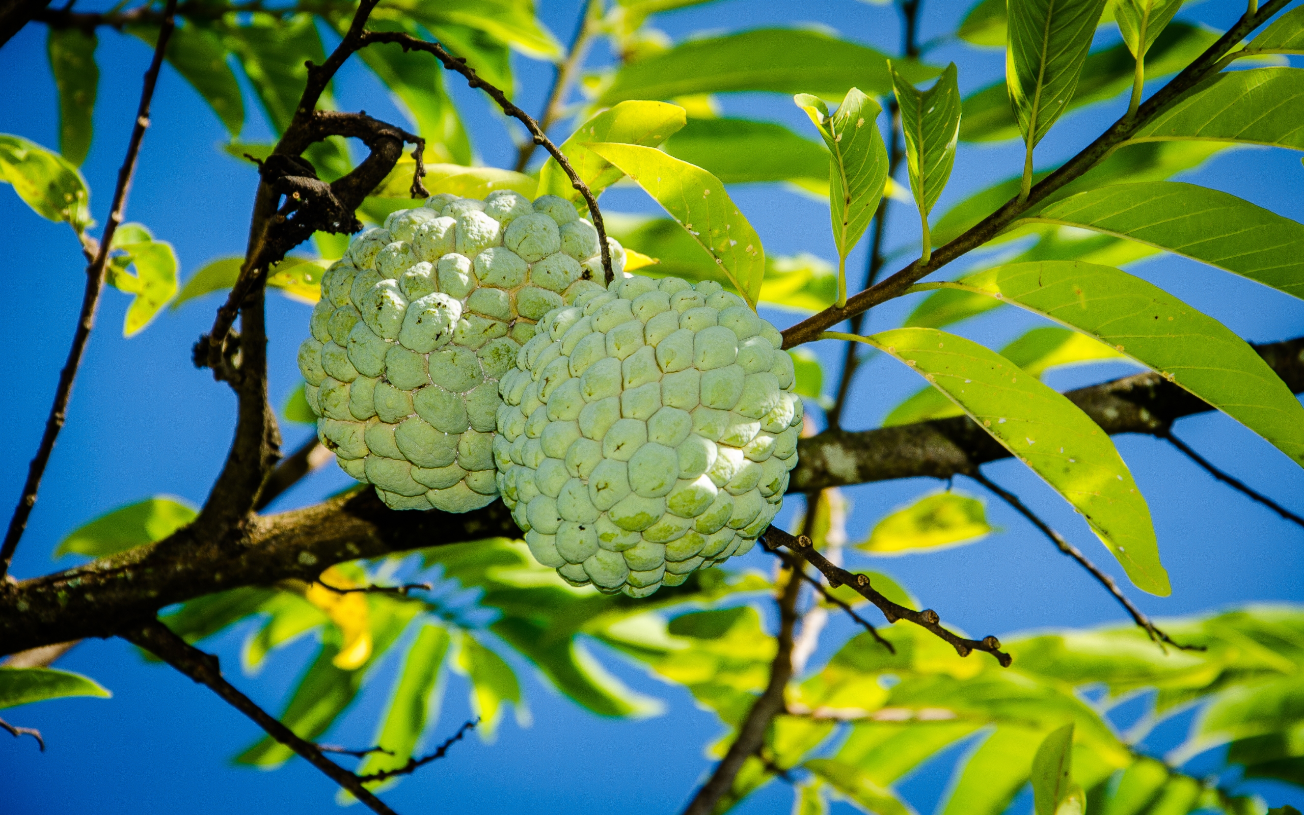 Sugar Apple Wallpapers