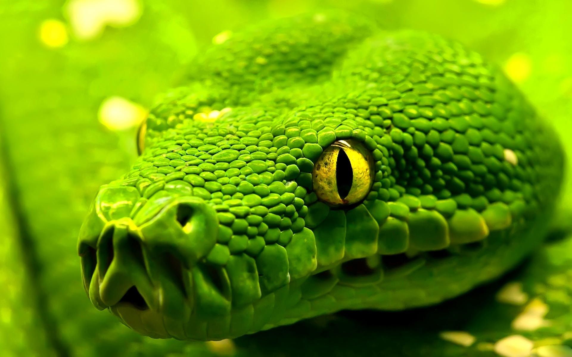 Green Python Hd Razer Wallpapers