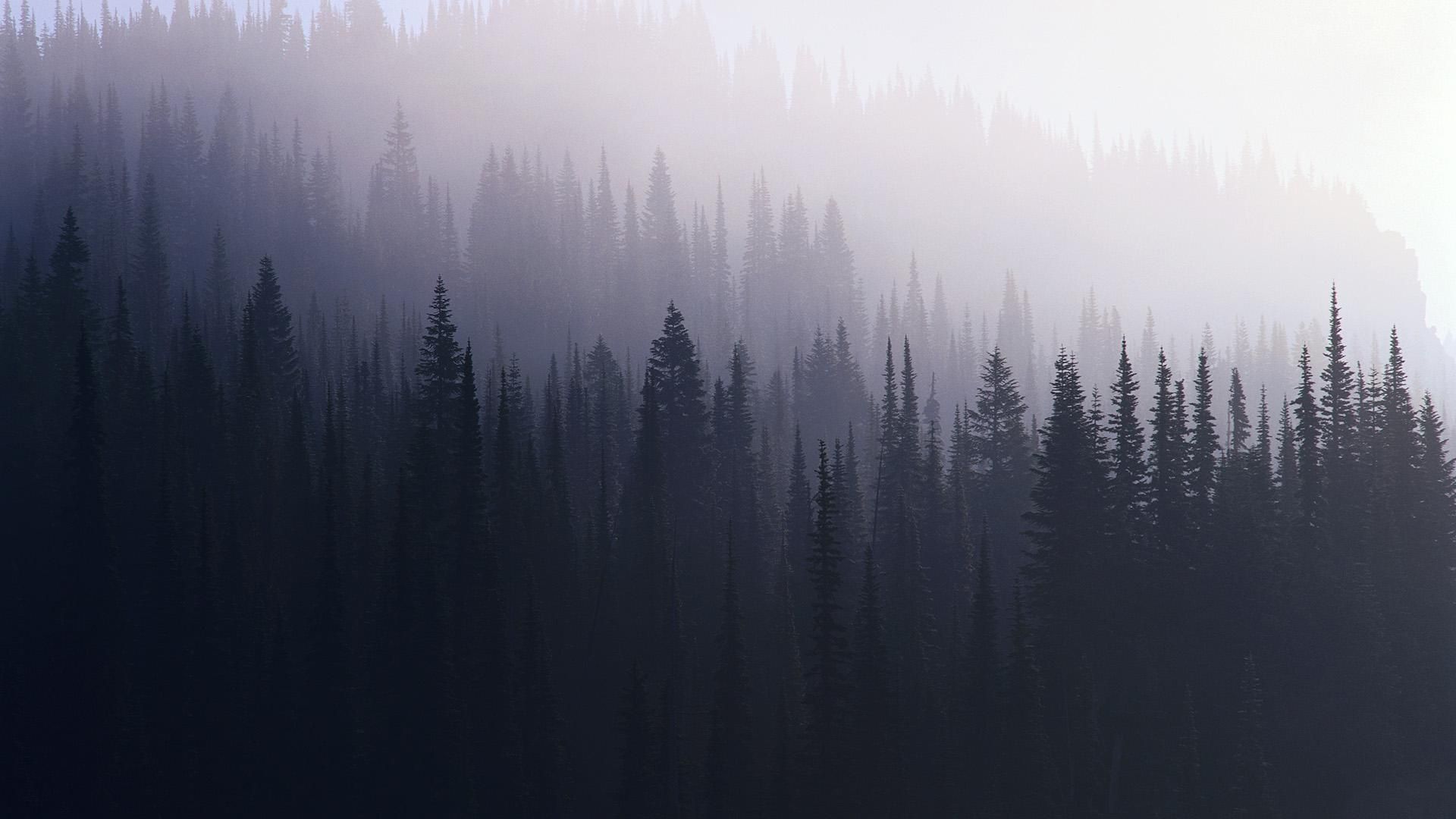 Tumblr Forest Backgrounds