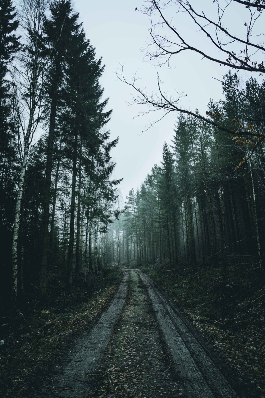 Tumblr Forest Backgrounds