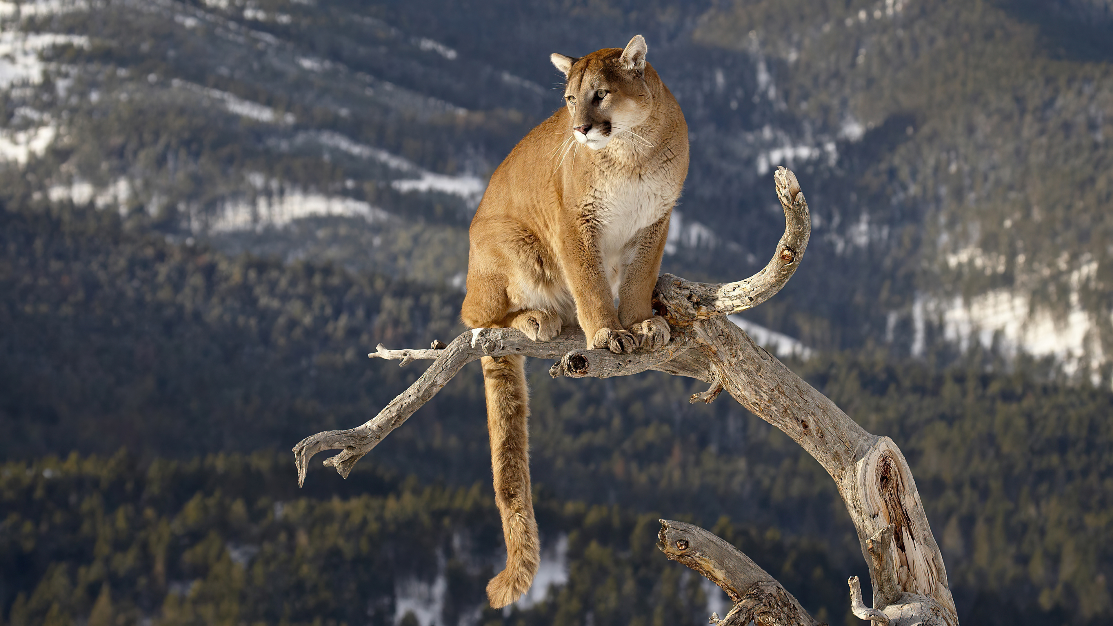 Cougar H Wallpapers