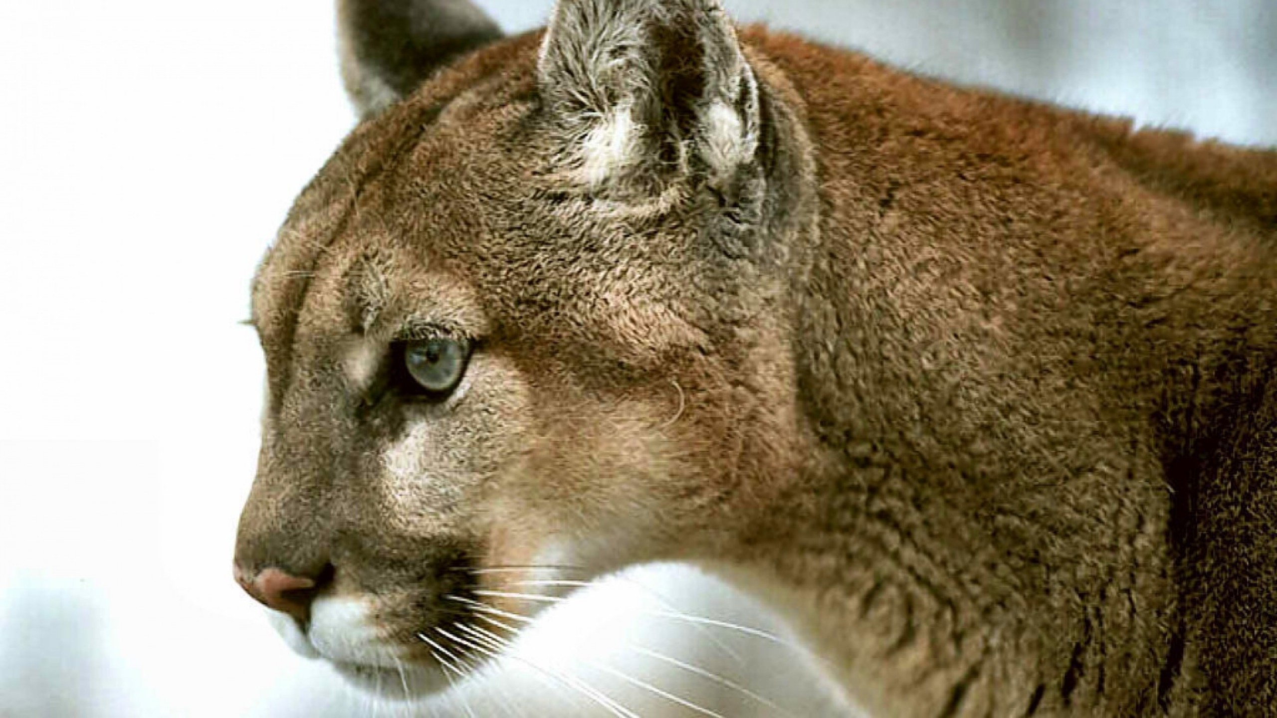 Cougar H Wallpapers