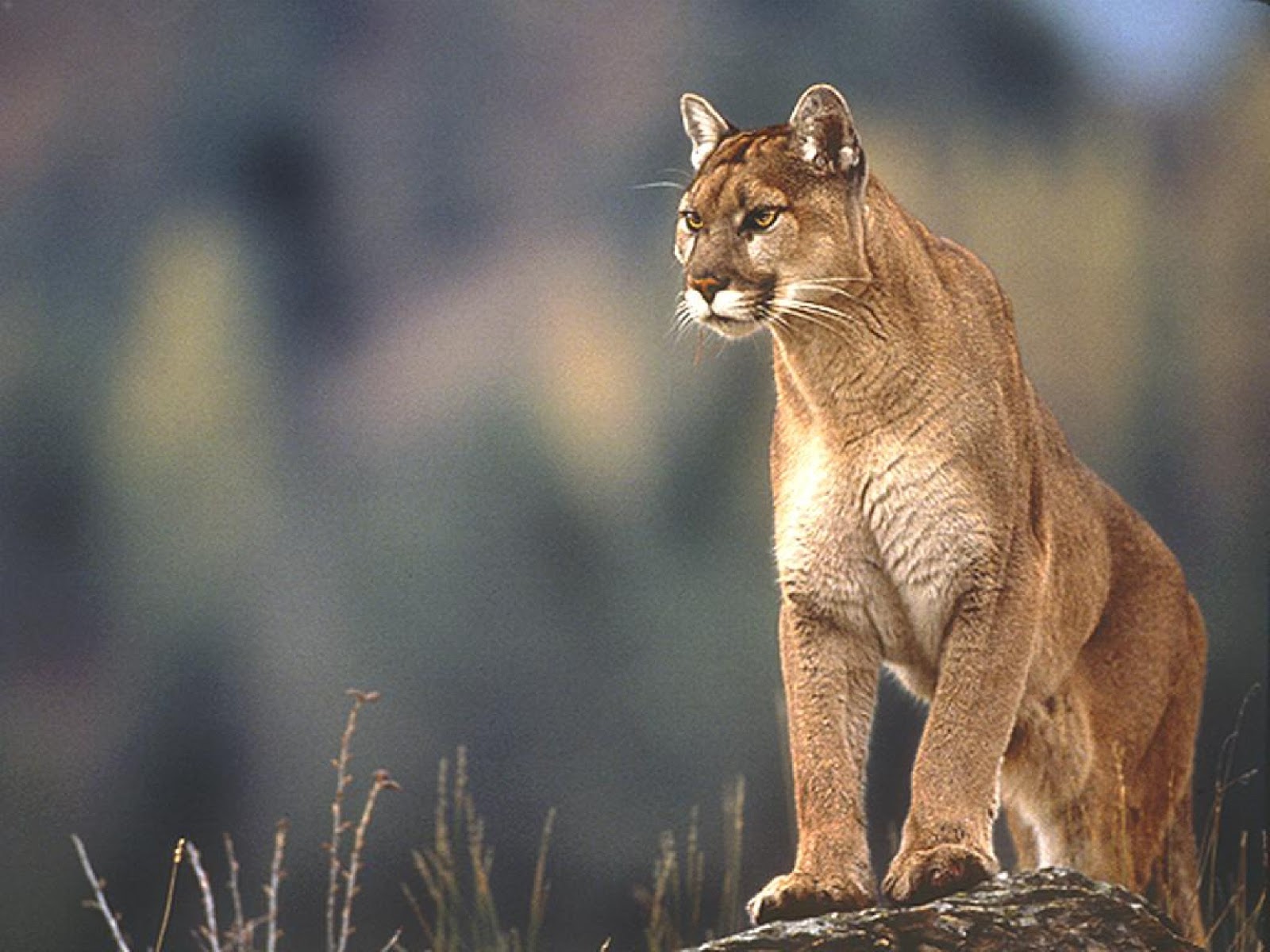 Cougar H Wallpapers