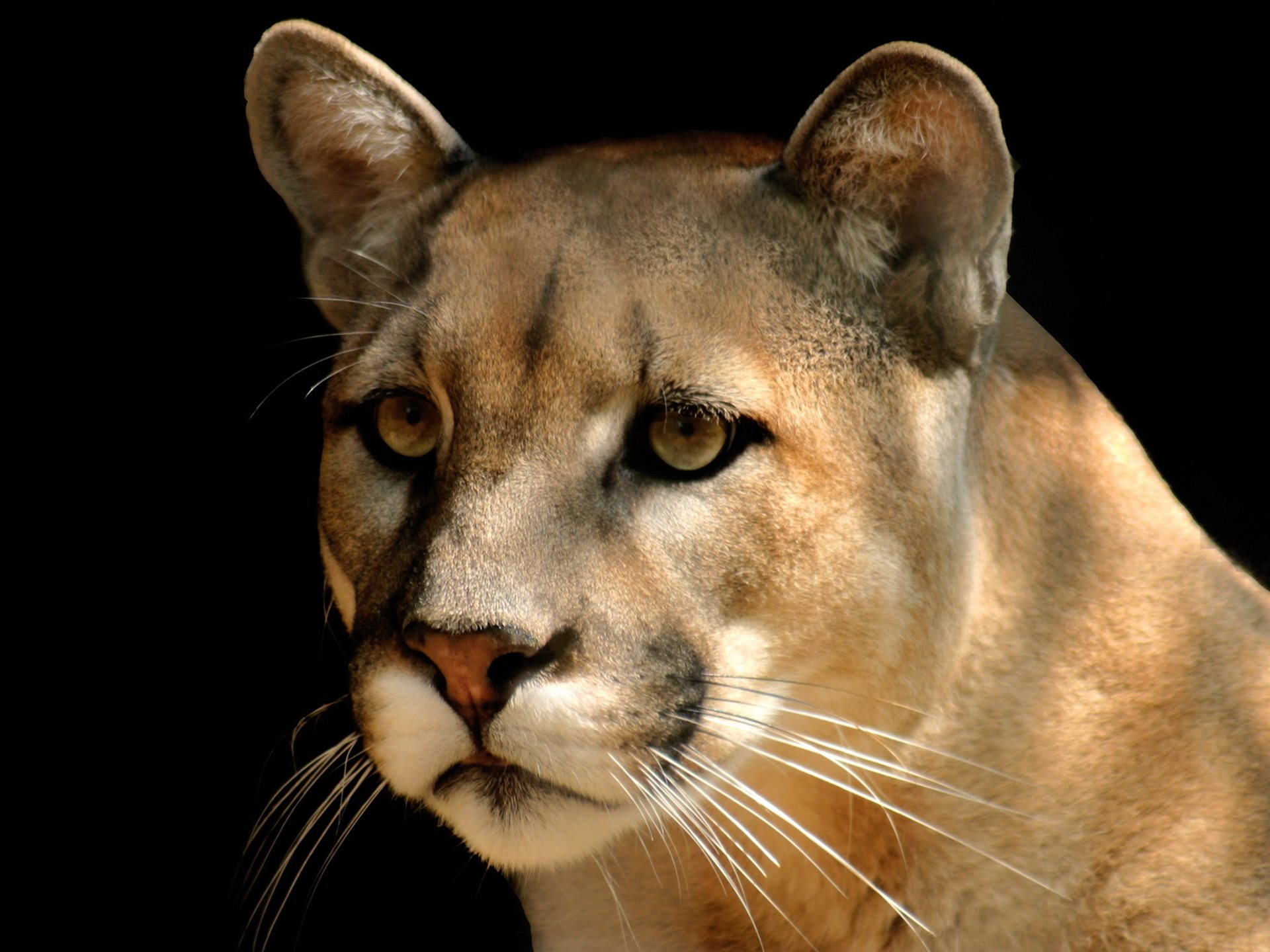 Cougar H Wallpapers