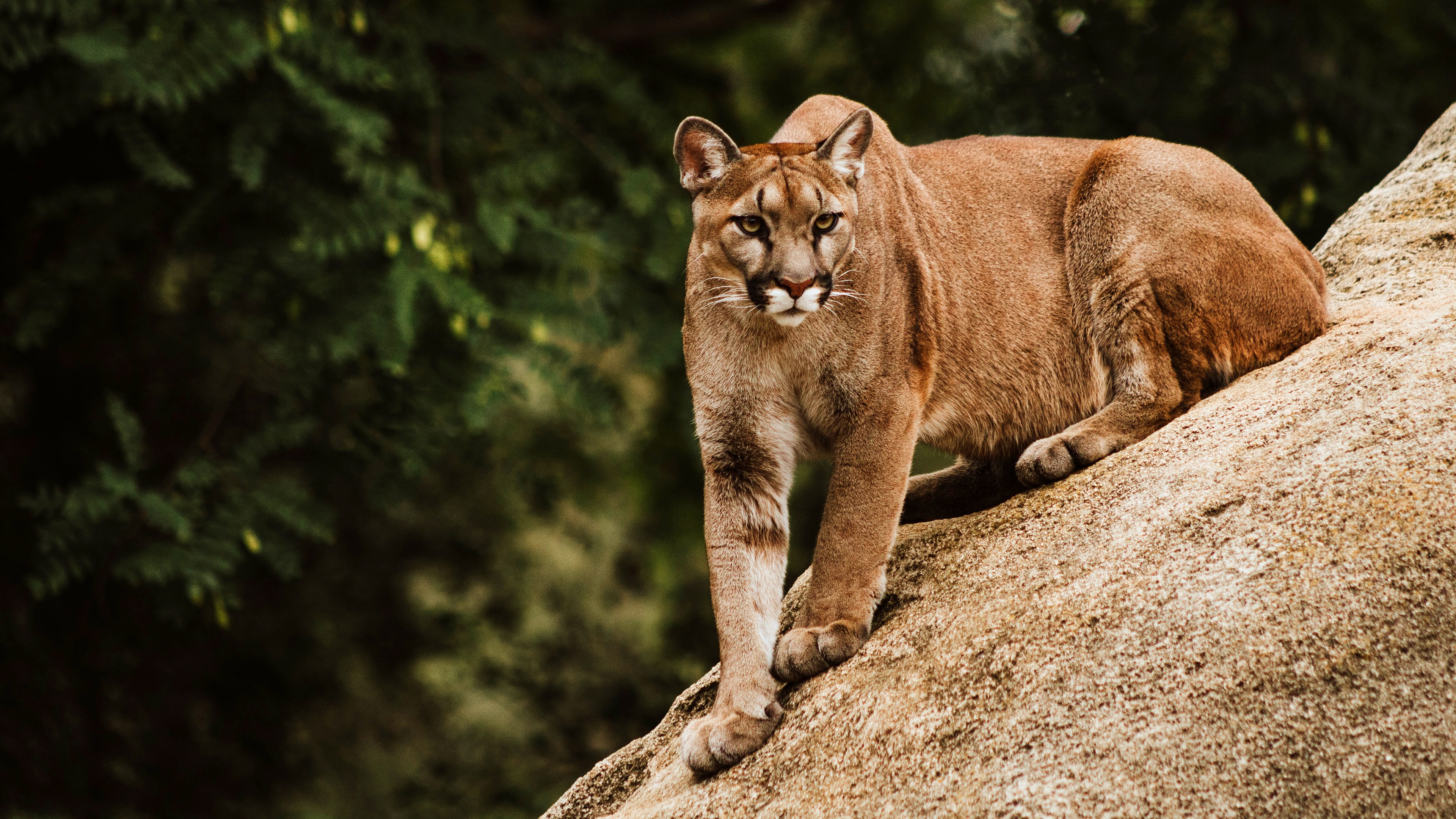 Cougar H Wallpapers