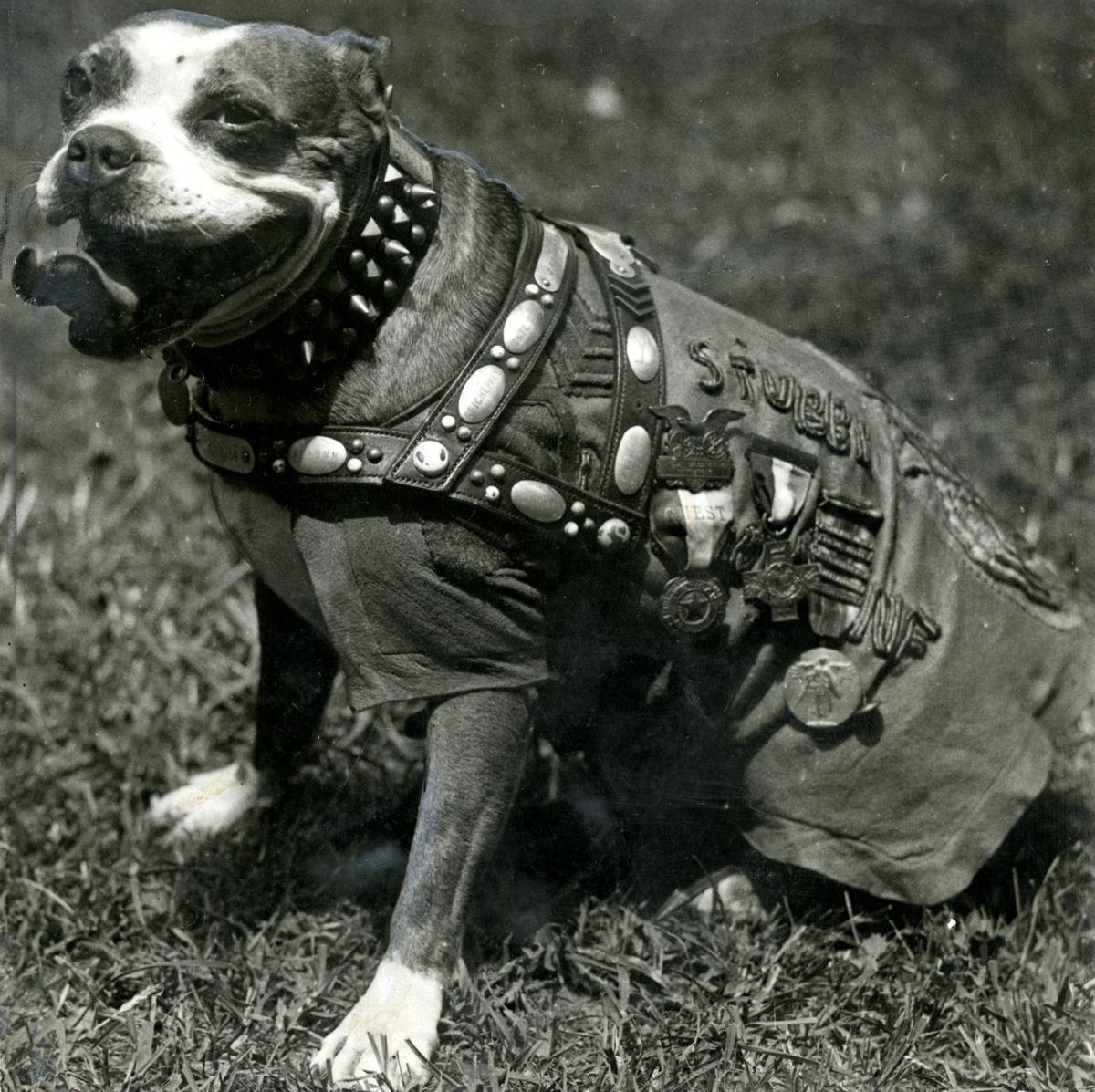 Sergeant Stubby Wallpapers