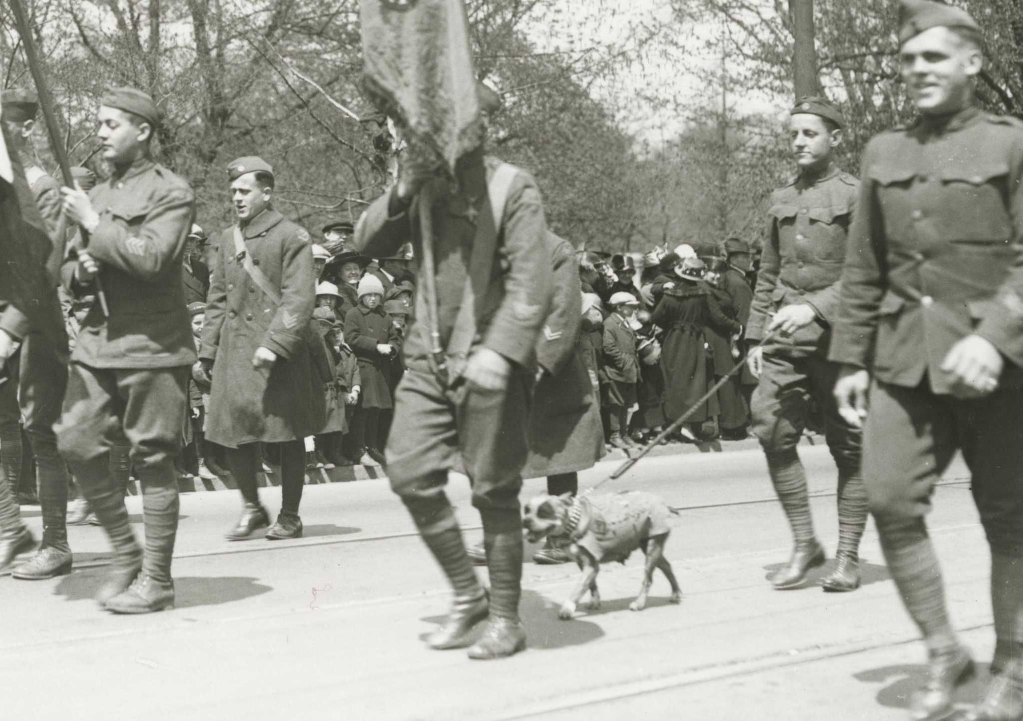 Sergeant Stubby Wallpapers