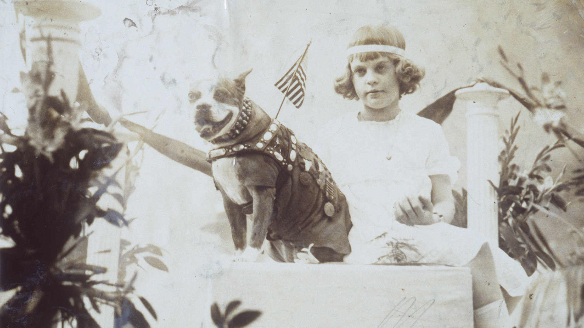 Sergeant Stubby Wallpapers