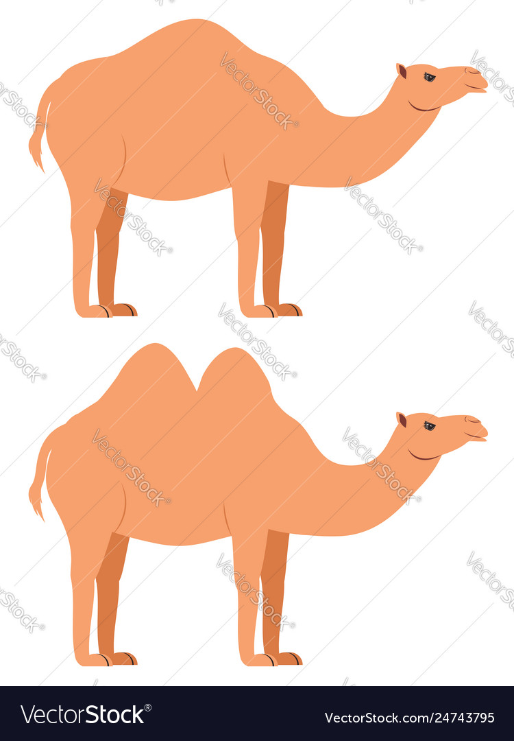 Cartoon Camel Wallpapers