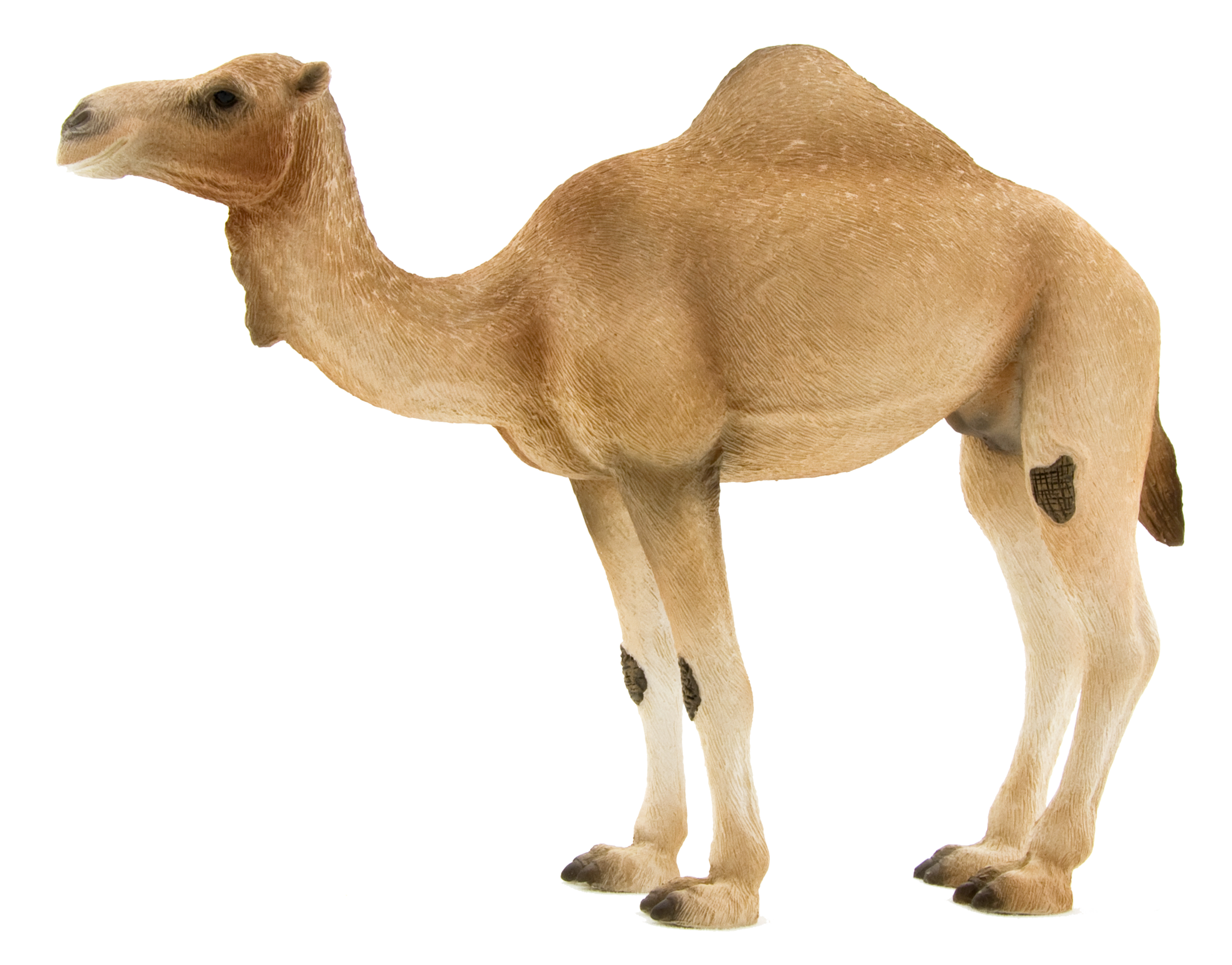 Cartoon Camel Wallpapers