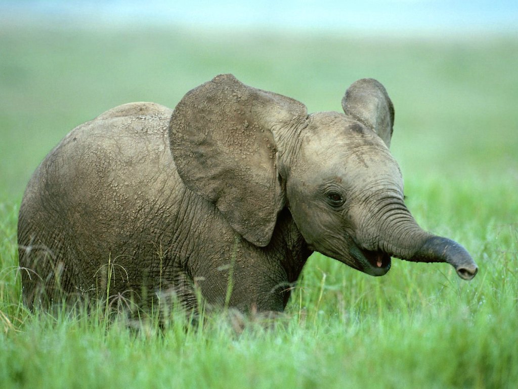 Cartoon Elephant Wallpapers