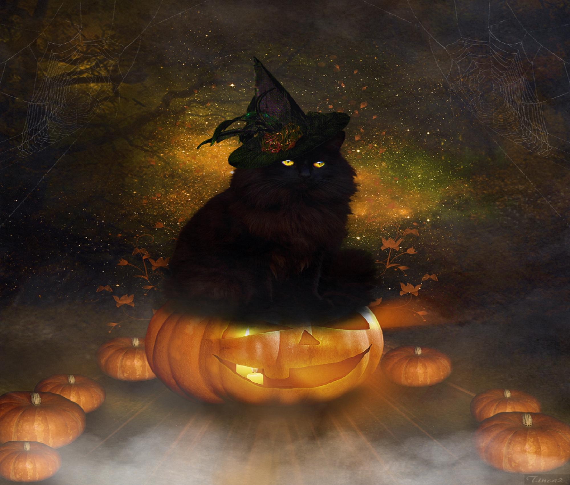 Cartoon Halloween Cat Desktop Wallpapers