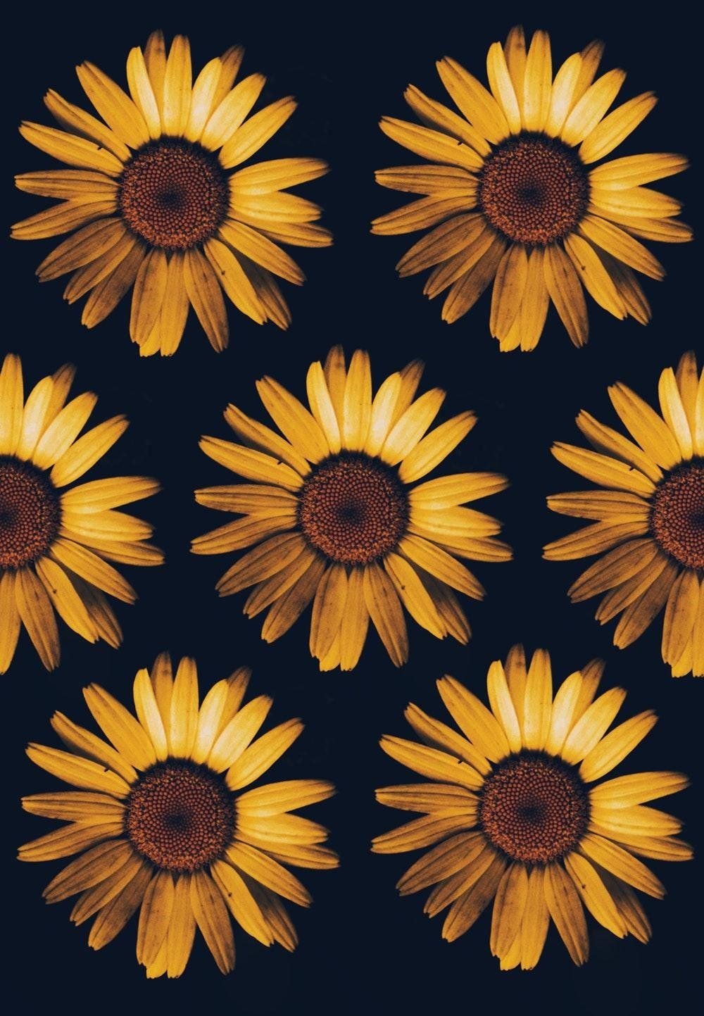 Cartoon Sunflower Wallpapers