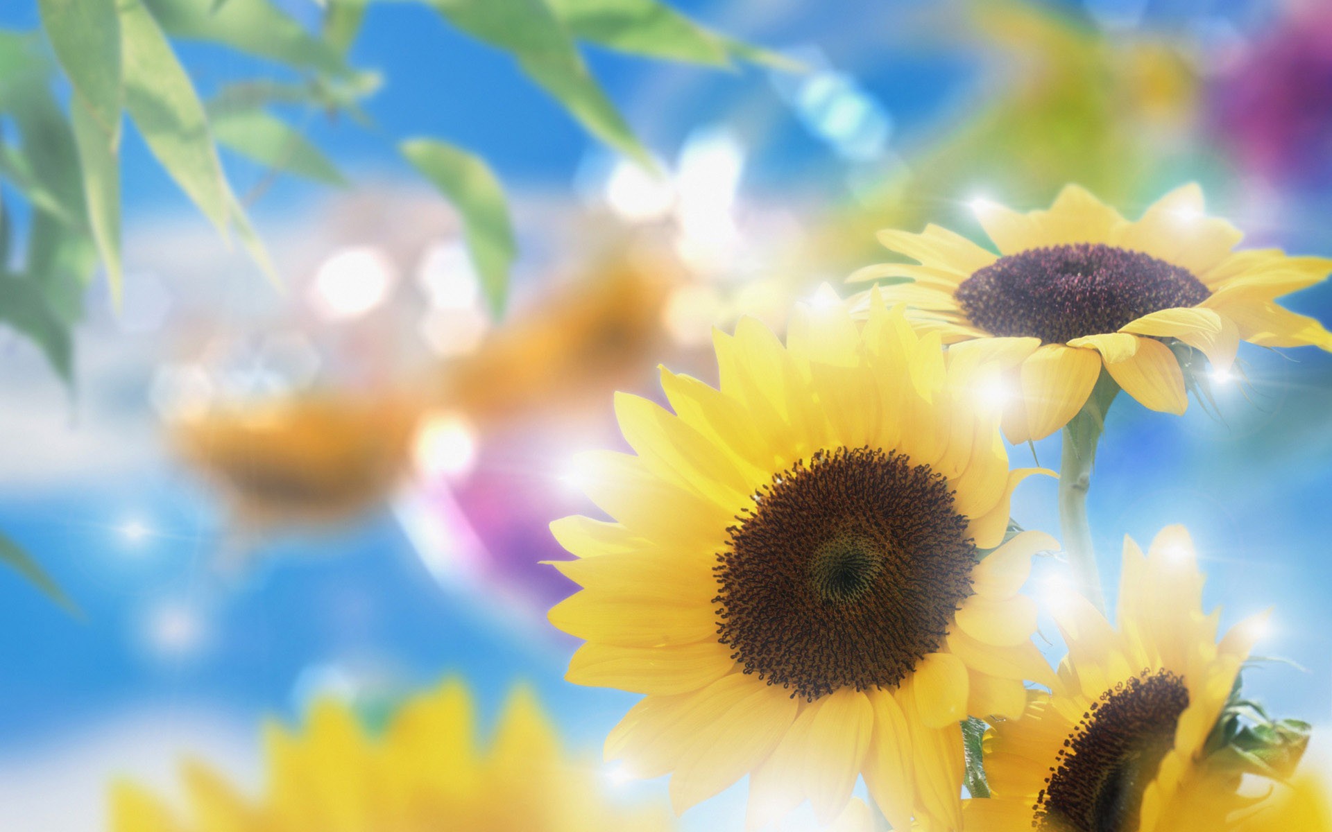 Cartoon Sunflower Wallpapers