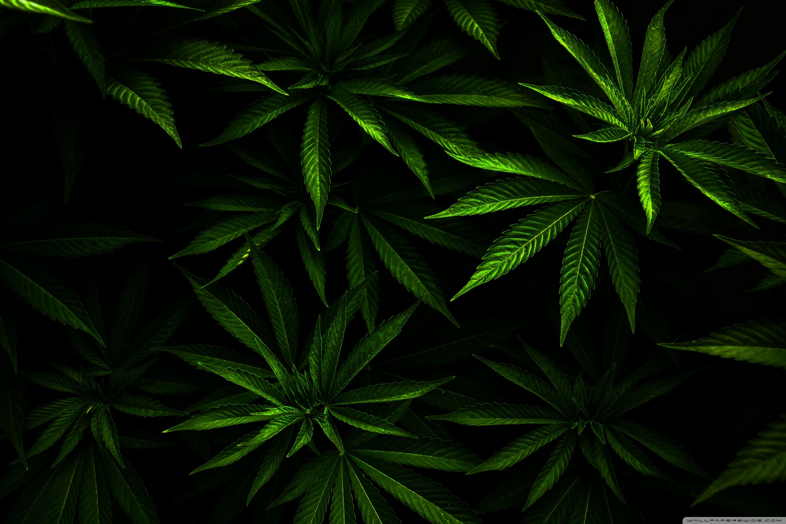 Cartoon Weed Computer Wallpapers