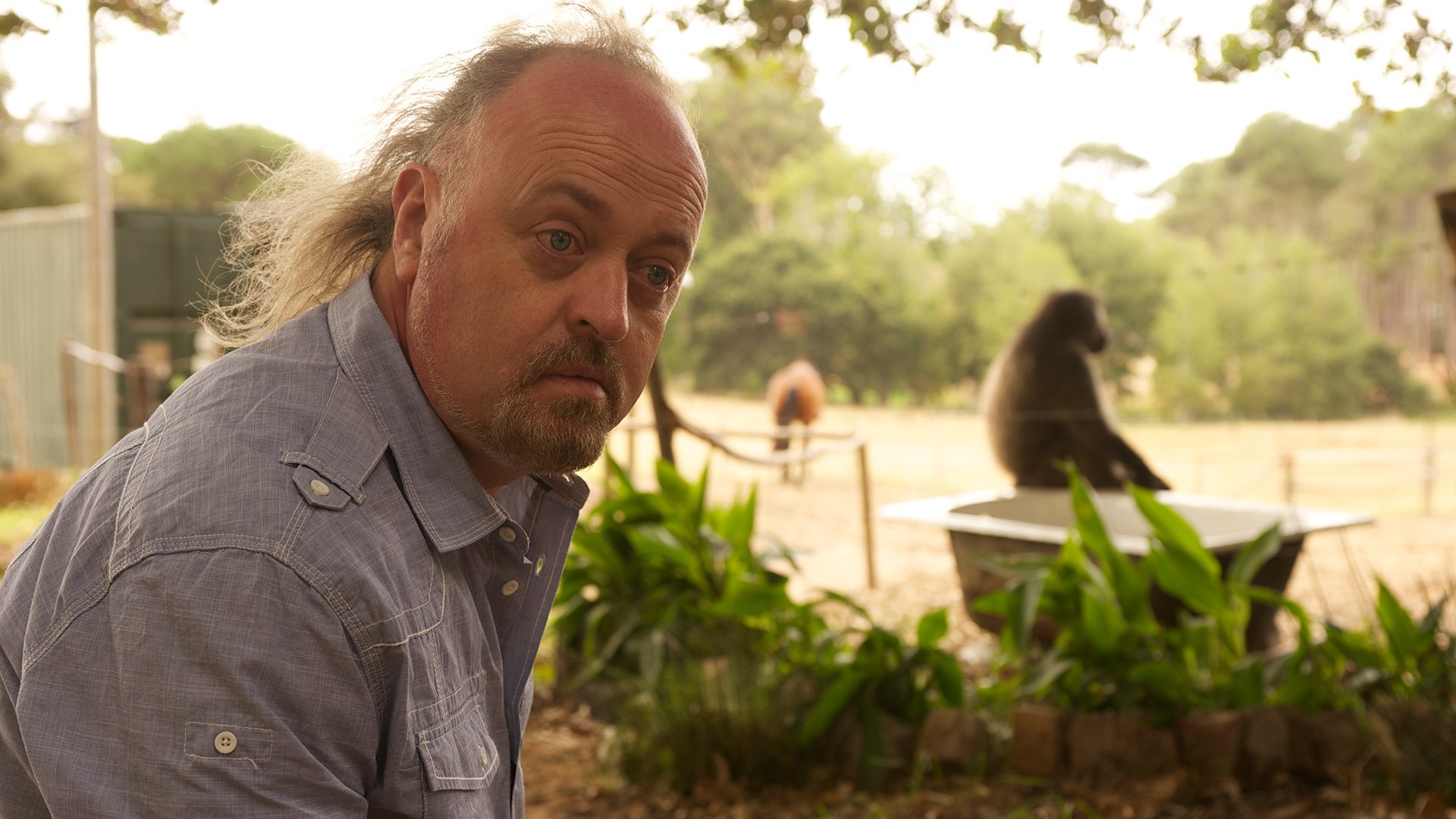 Baboons With Bill Bailey Wallpapers