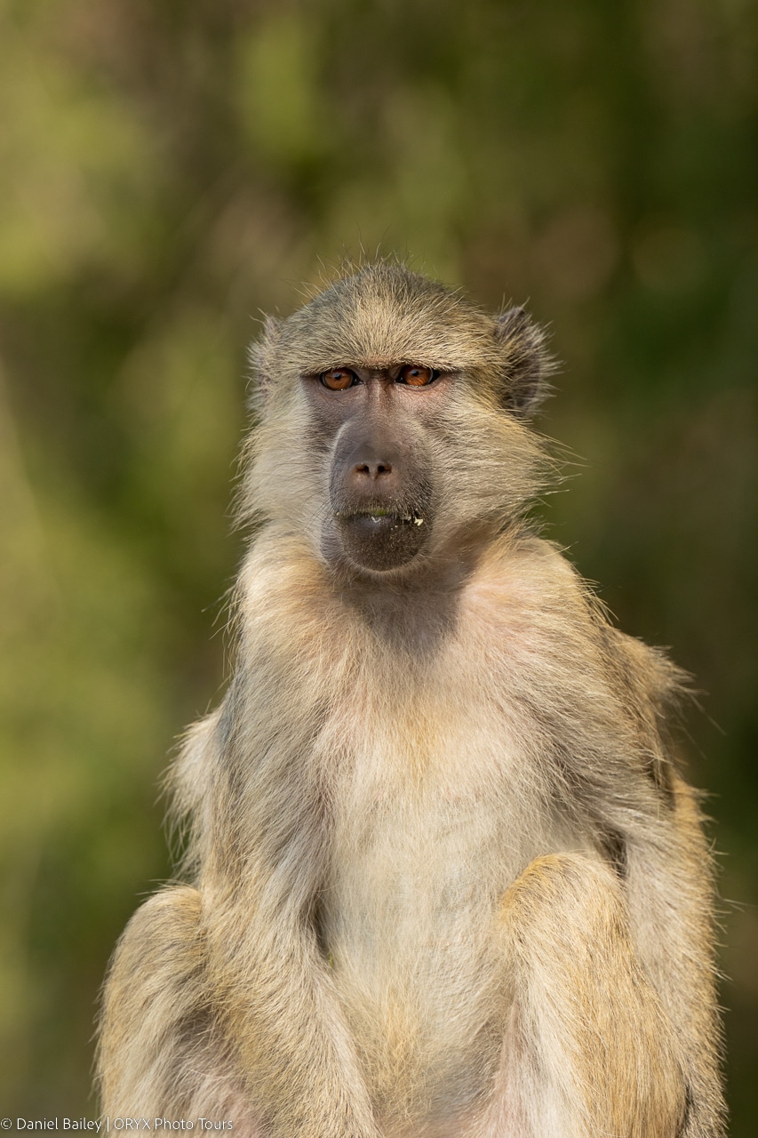 Baboons With Bill Bailey Wallpapers