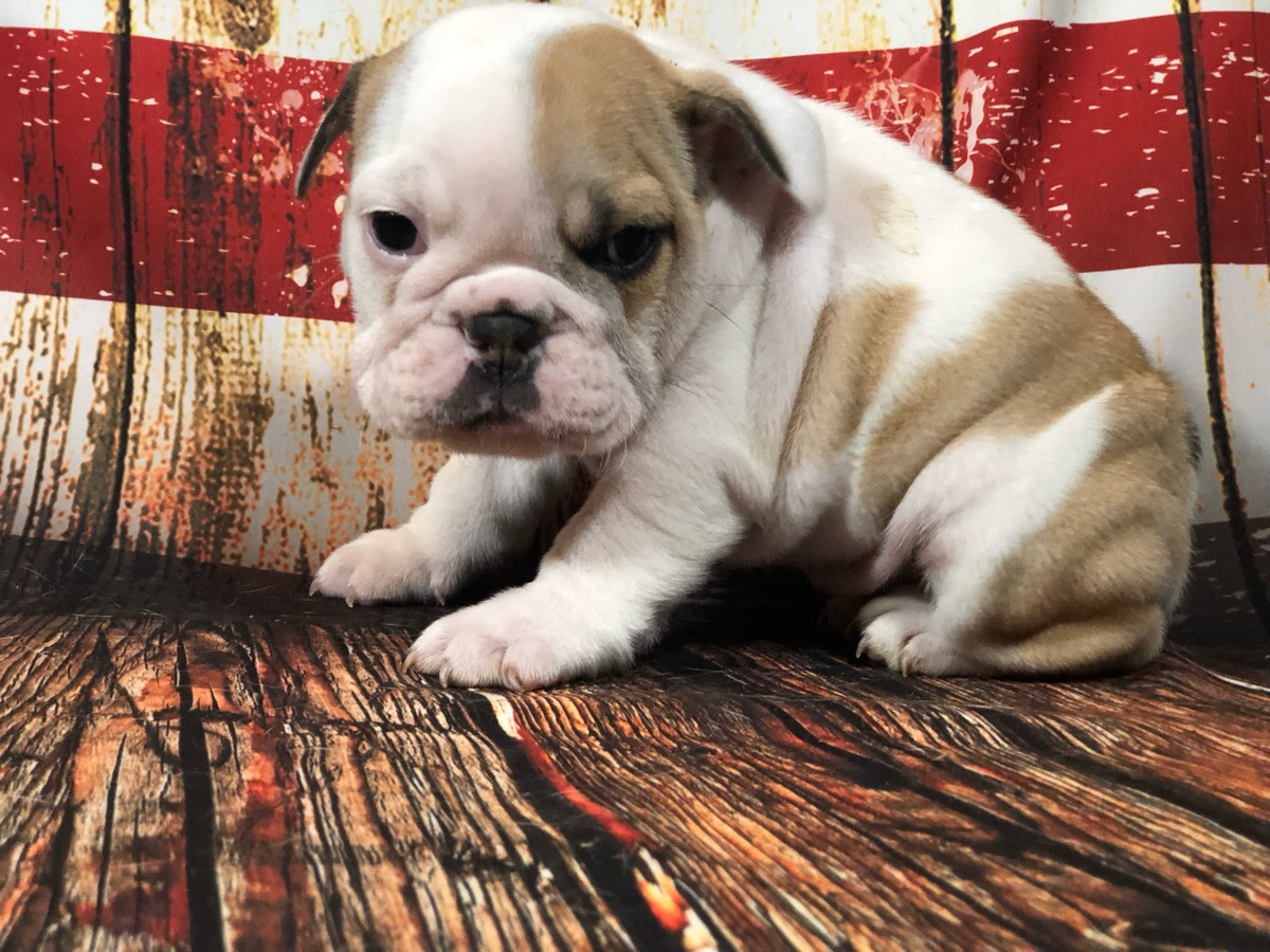 Bella And The Bulldogs Wallpapers