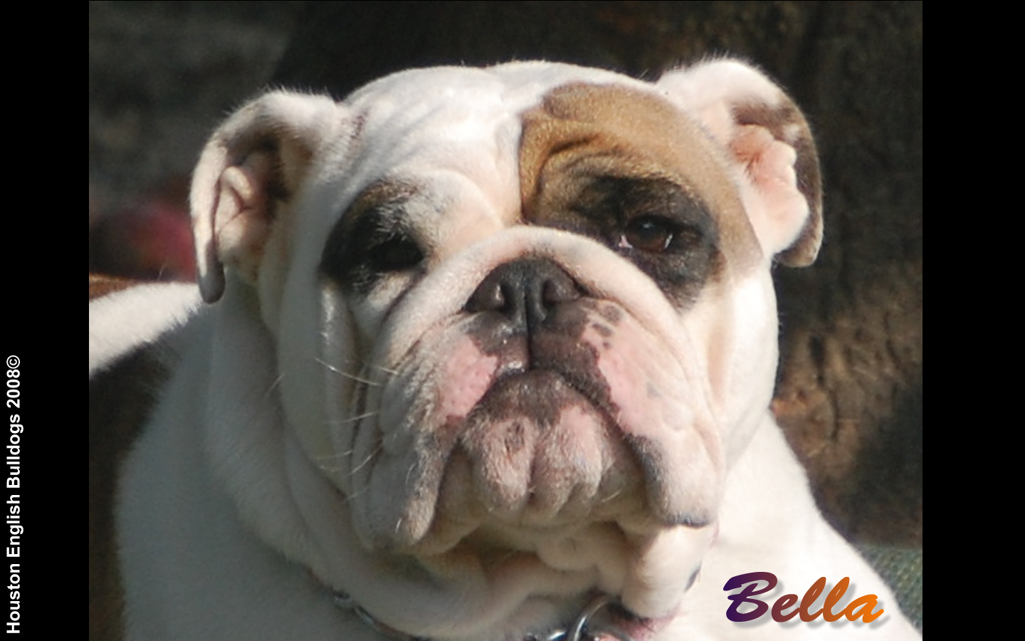 Bella And The Bulldogs Wallpapers