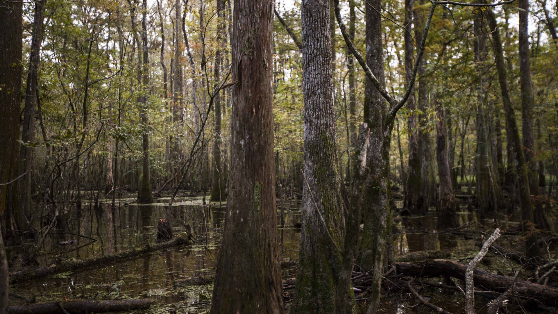 Cryptid: The Swamp Beast Wallpapers