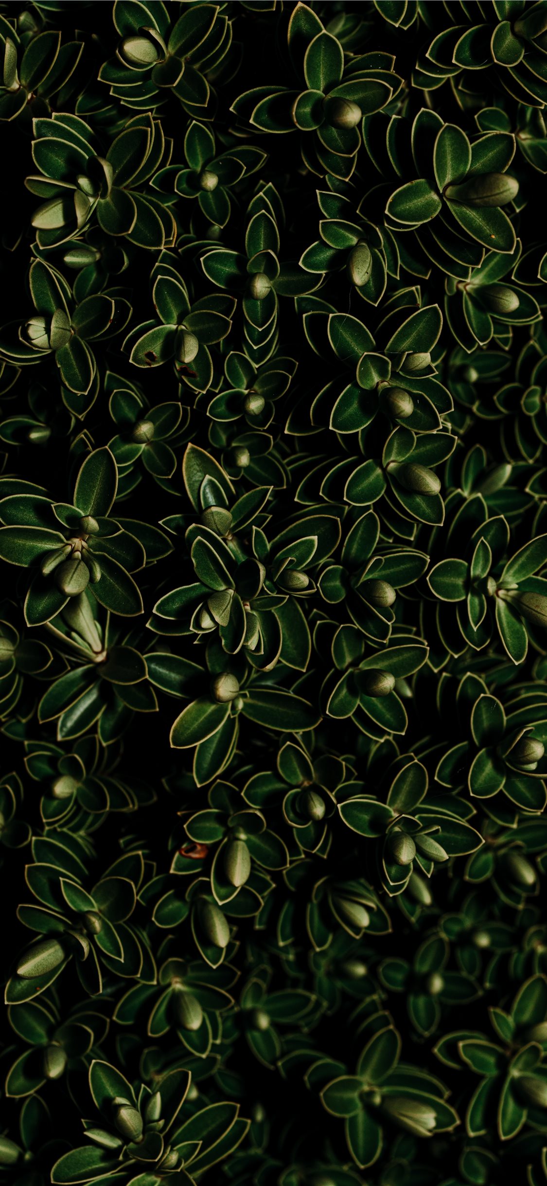 Greenleaf Wallpapers