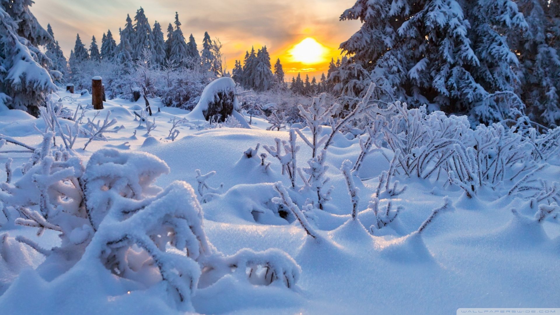 Low Winter Sun Wallpapers