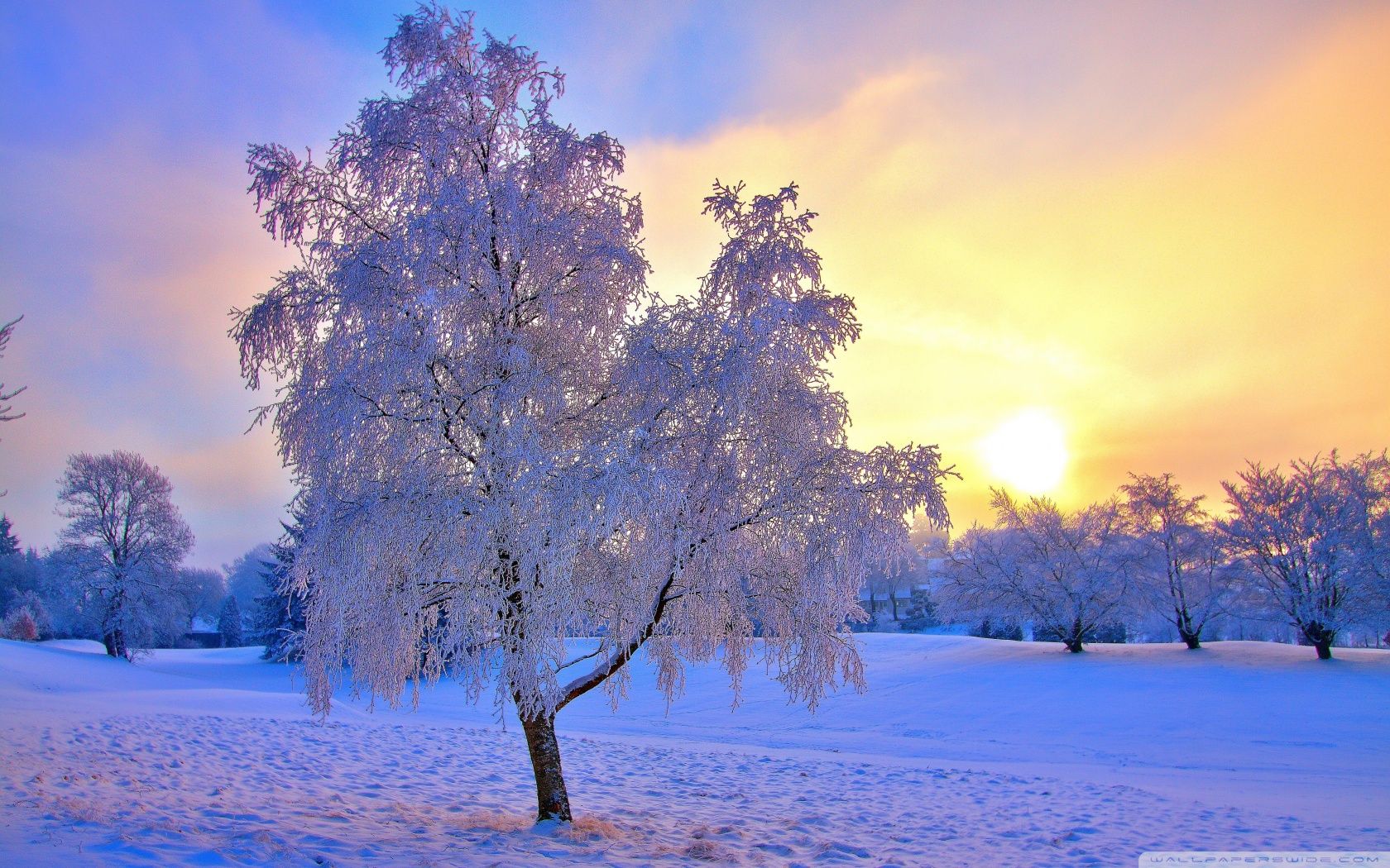 Low Winter Sun Wallpapers