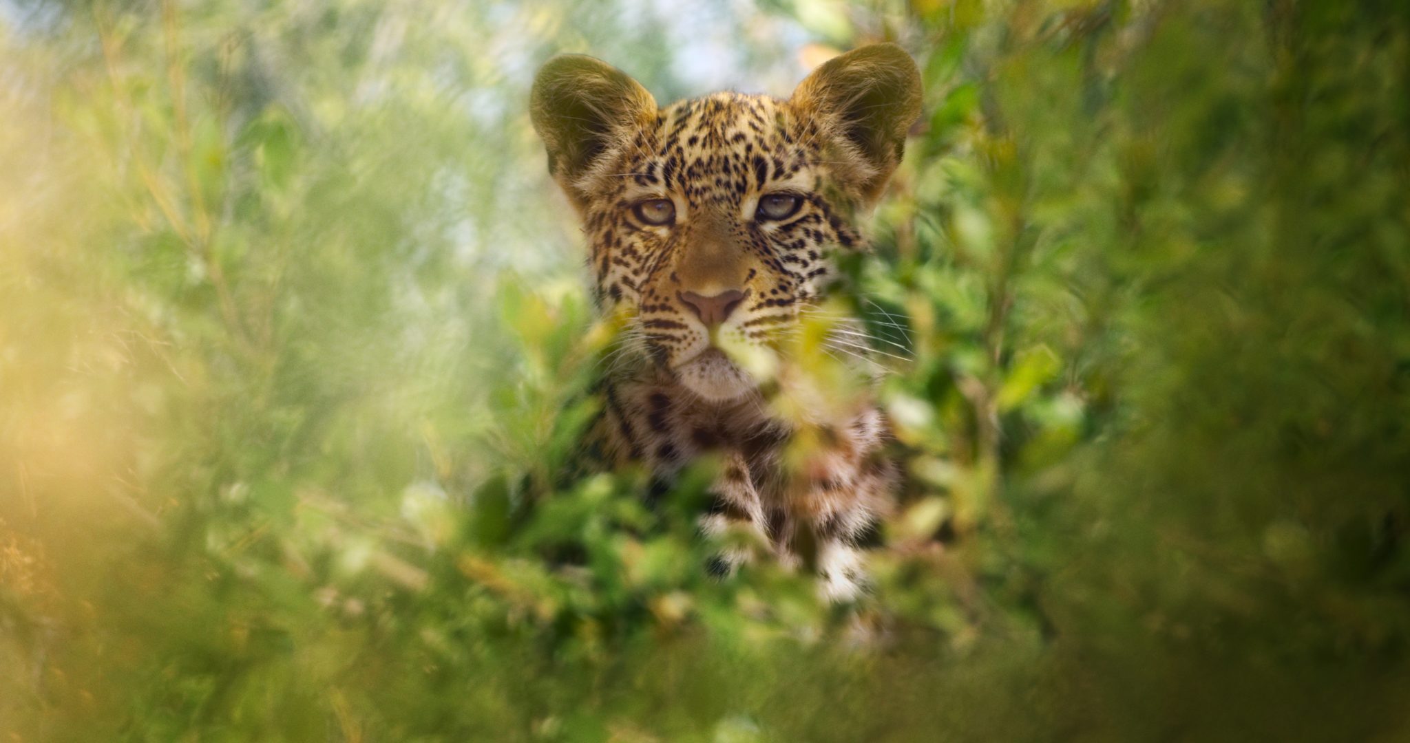 Netflix Jaguar Wallpapers