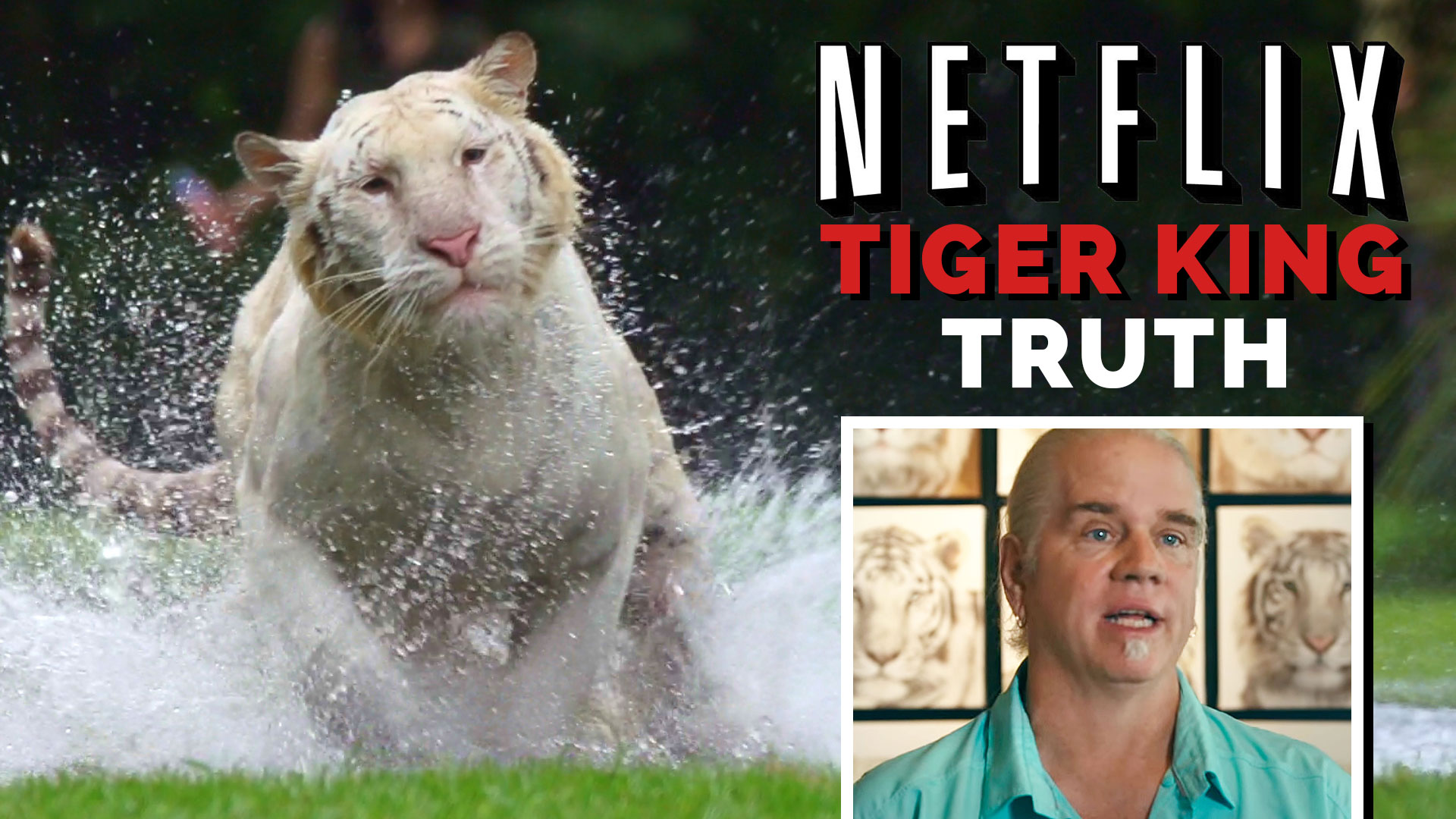 Netflix Tiger King Wallpapers