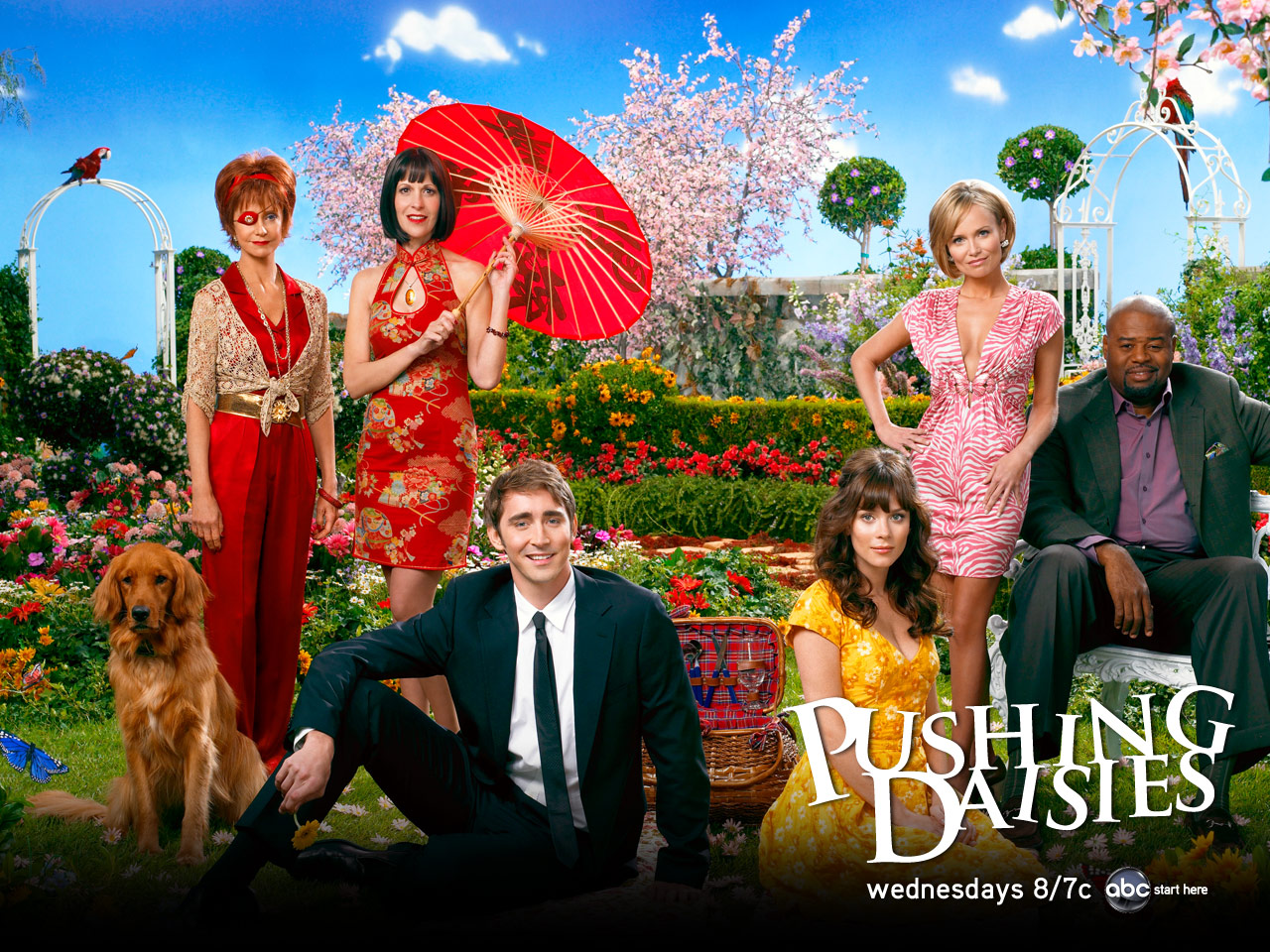 Pushing Daisies Wallpapers