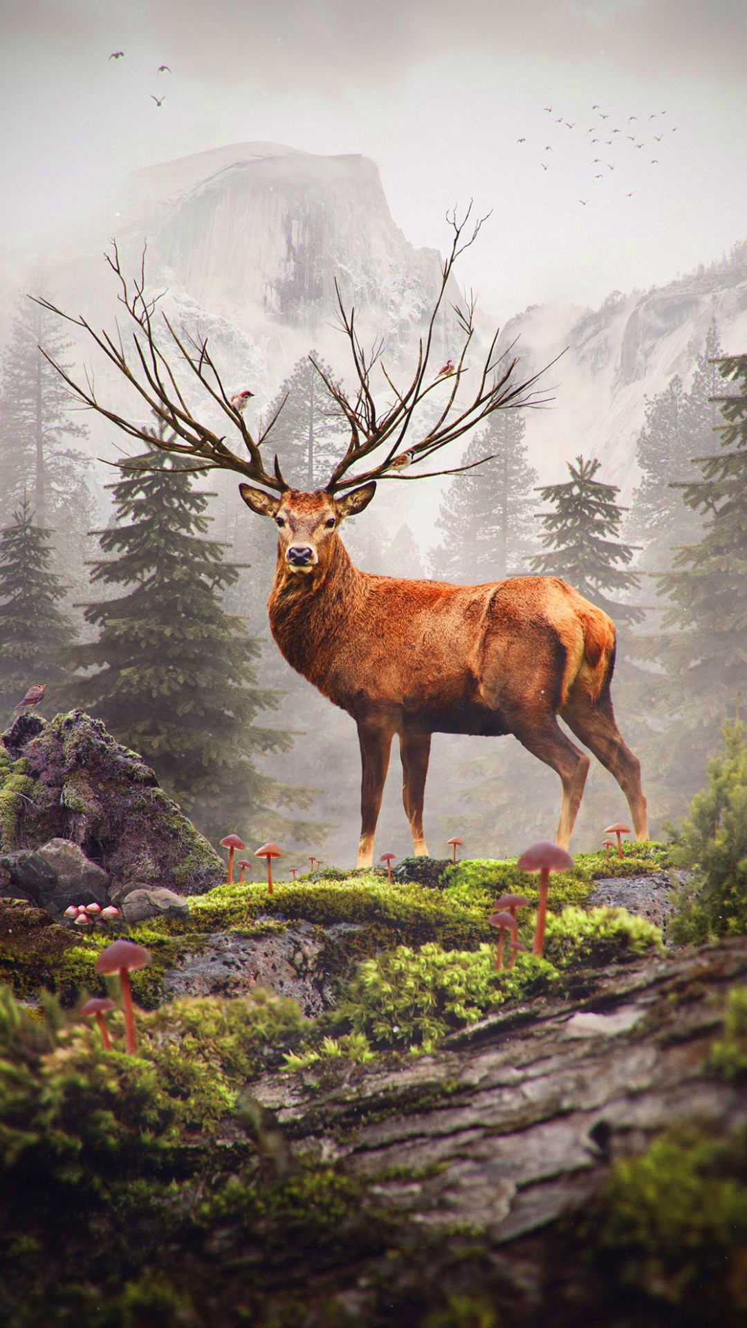 Stag Wallpapers