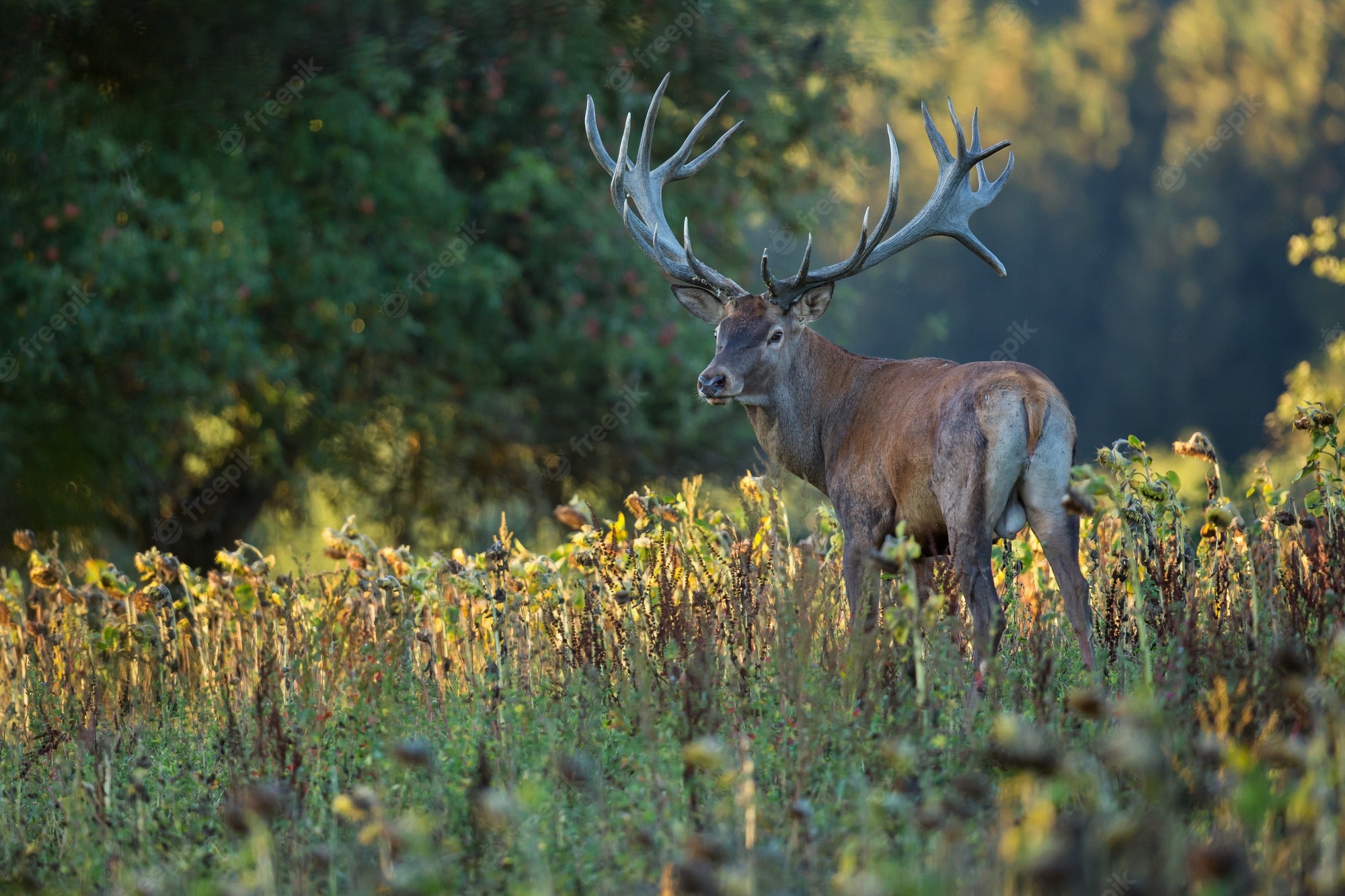 Stag Wallpapers